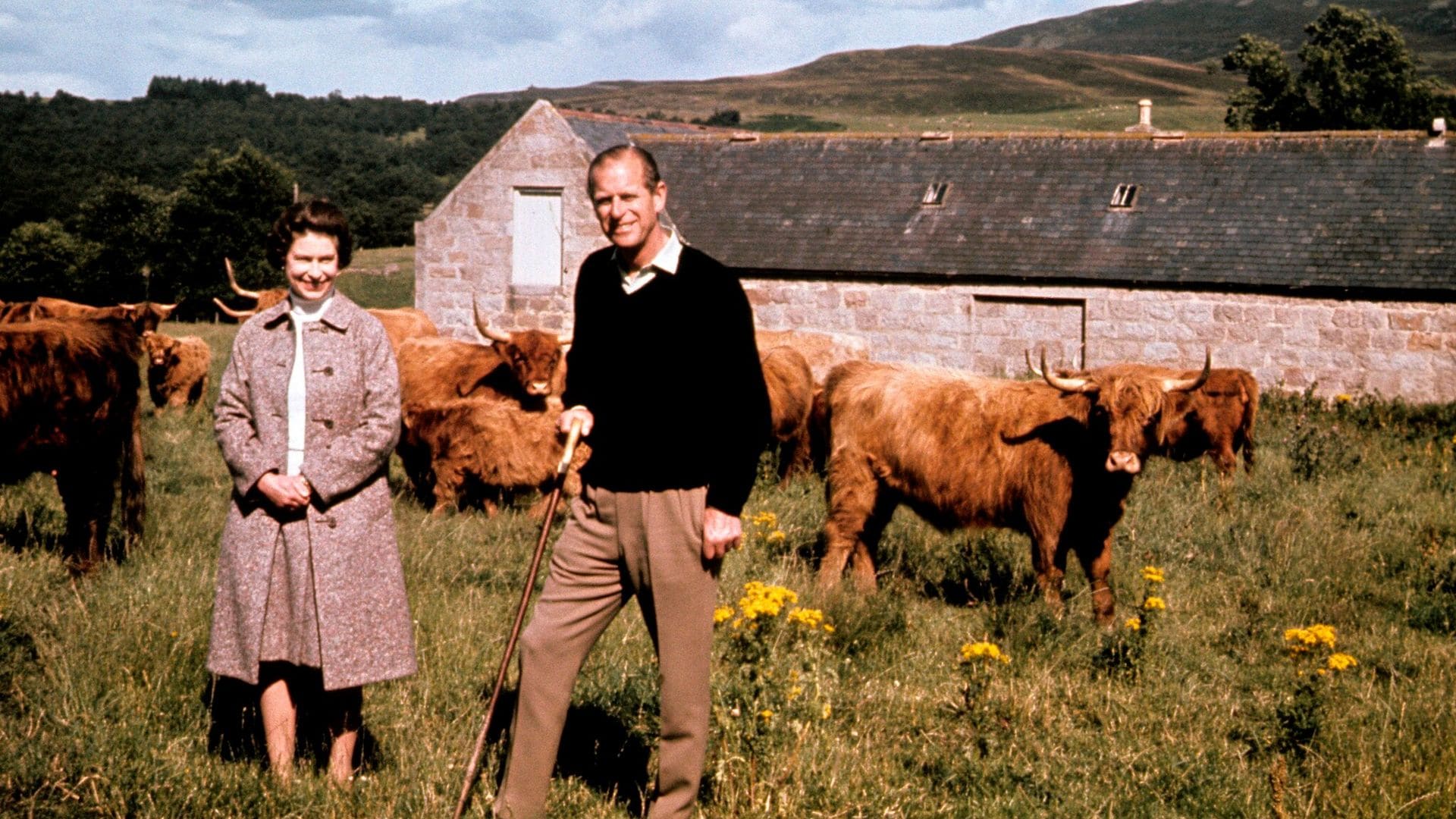 La historia que te dejará con la boca abierta de las vacas de la Reina de Inglaterra