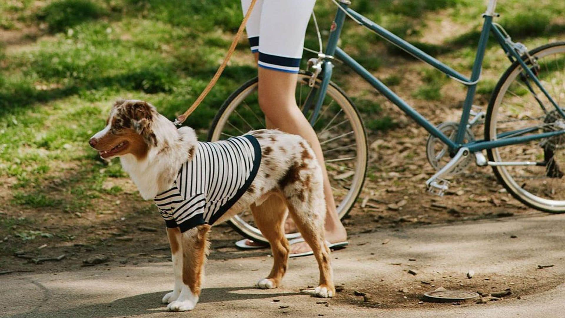 Con estos accesorios, tu perro va a ser el más FASHION de toda la familia 🥰