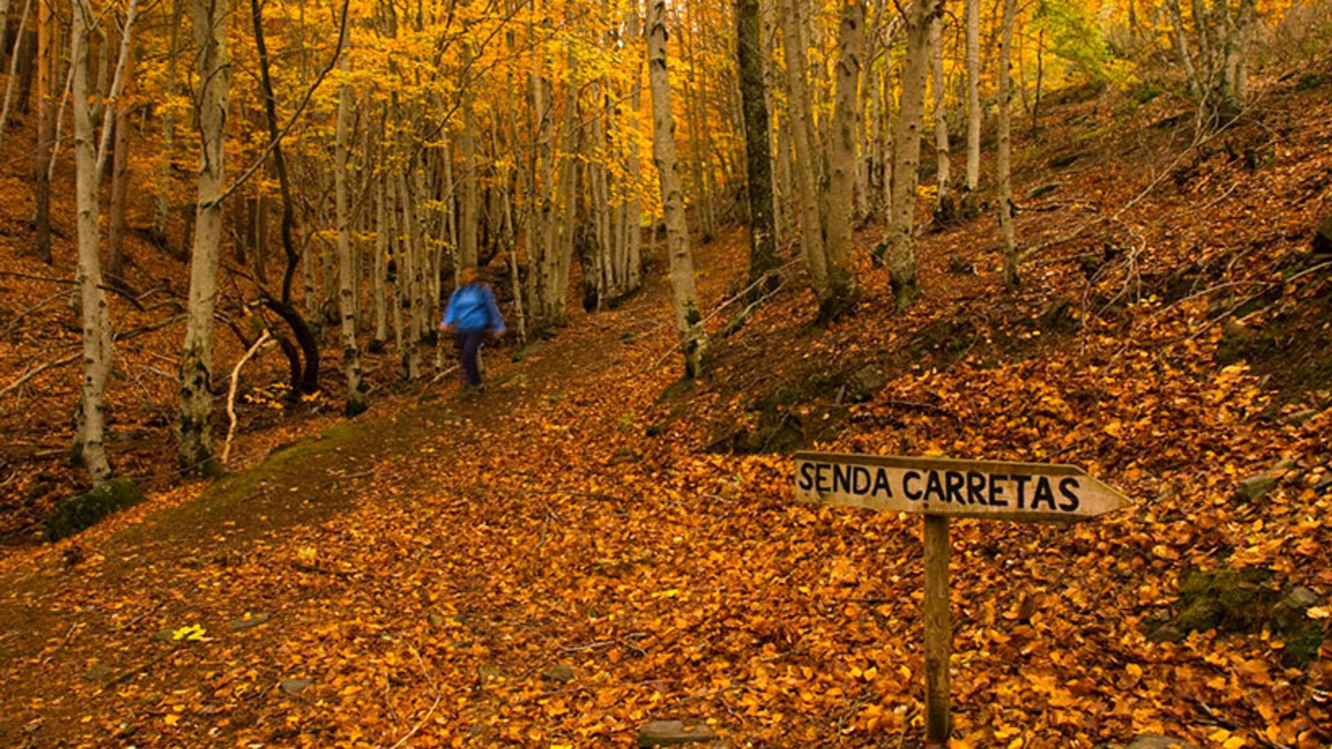 Al hayedo de Tejera Negra le sienta bien el otoño