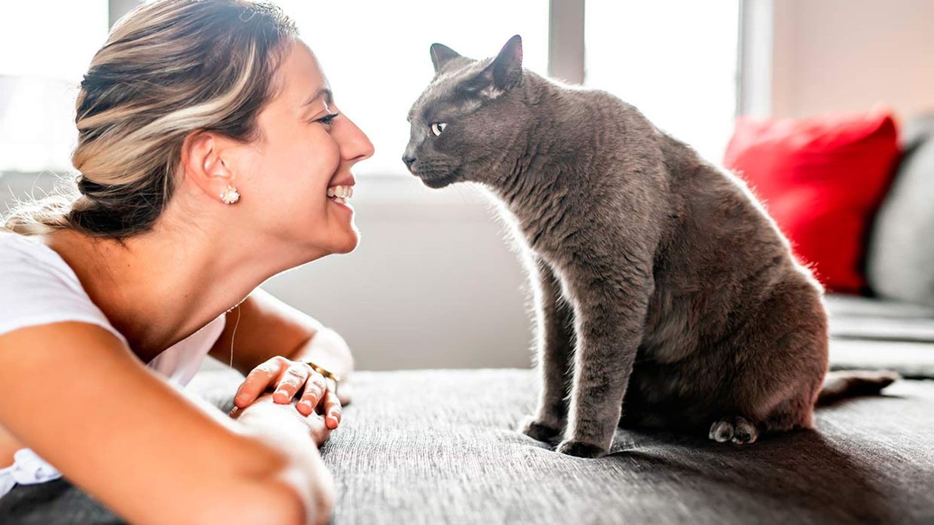 juegos para gatos mejorar relacion vinculo