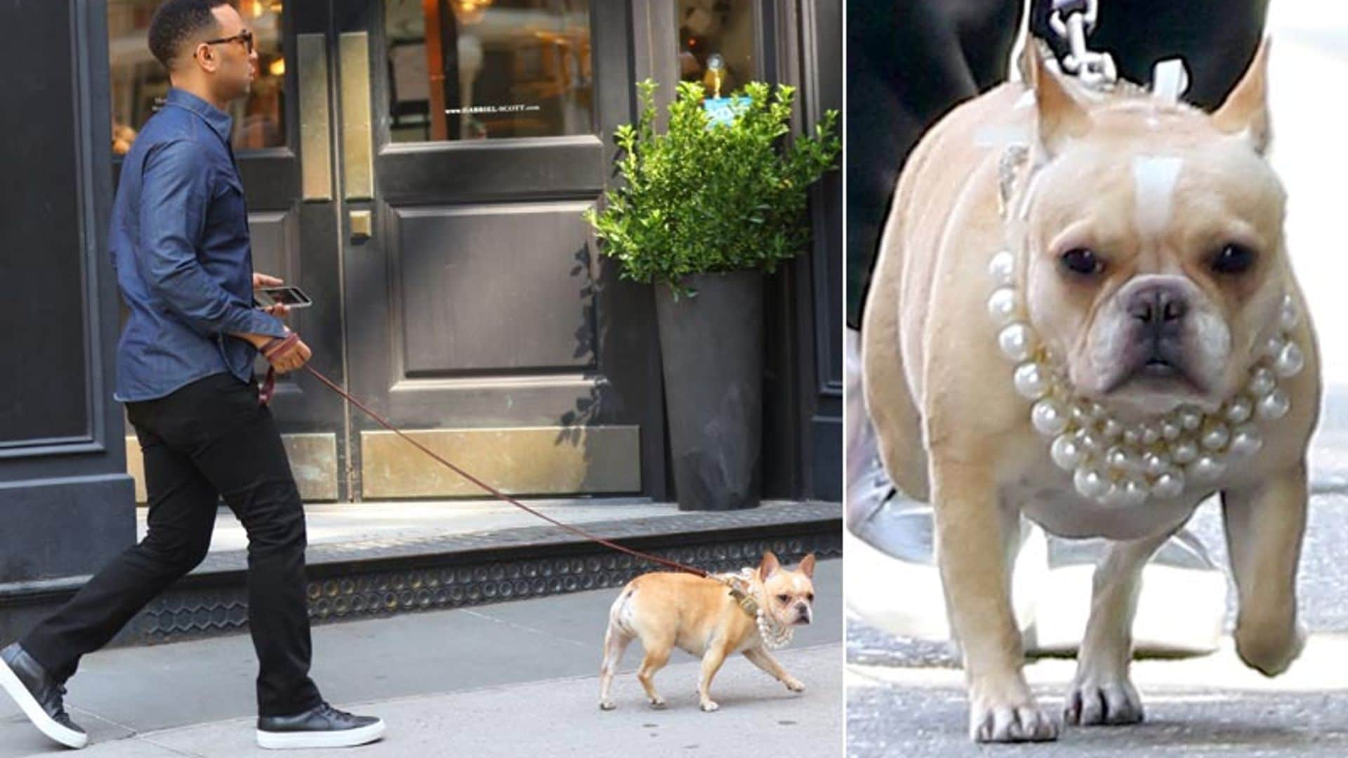 ¡Con perlas y a lo loco! El perro de John Legend sí que sabe de 'glamour'