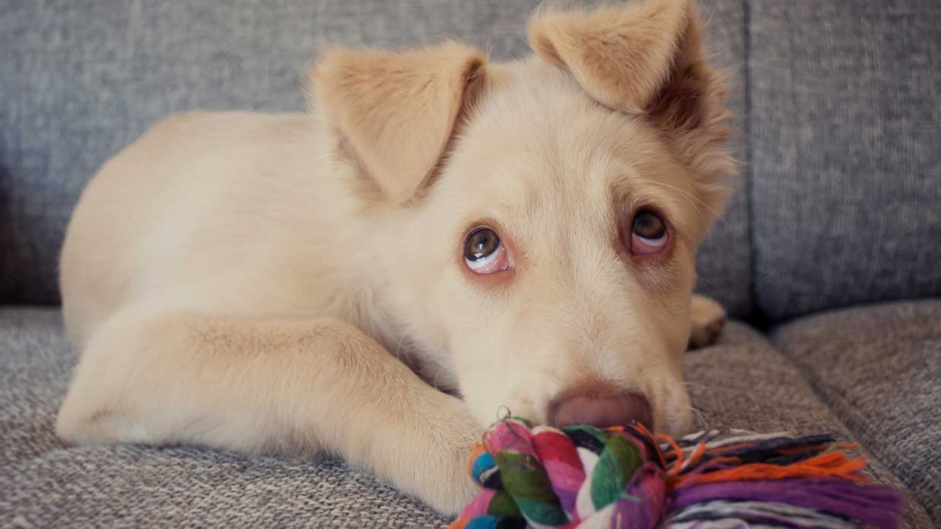 Lo dice la ciencia: gritar a tu perro no te ayudará a educarlo