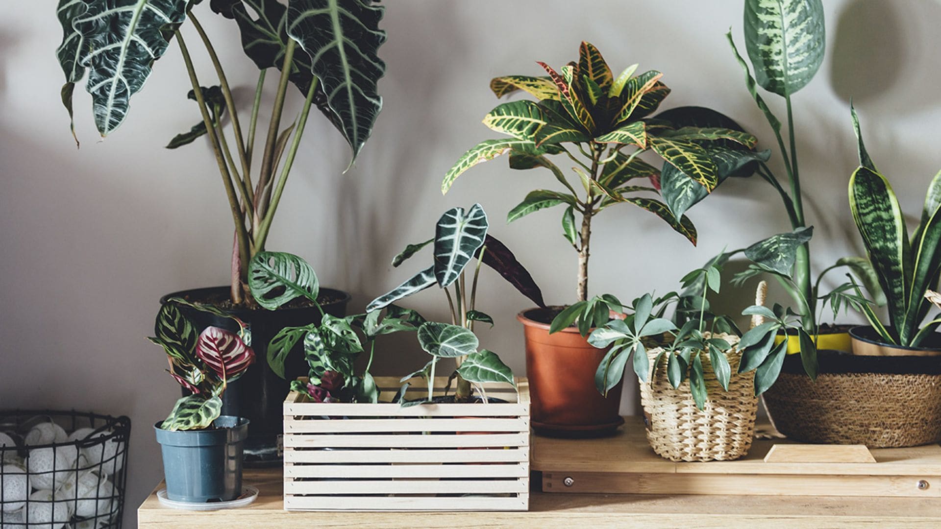 Plantas con hojas de formas originales que reinventan el concepto de 'green corner'