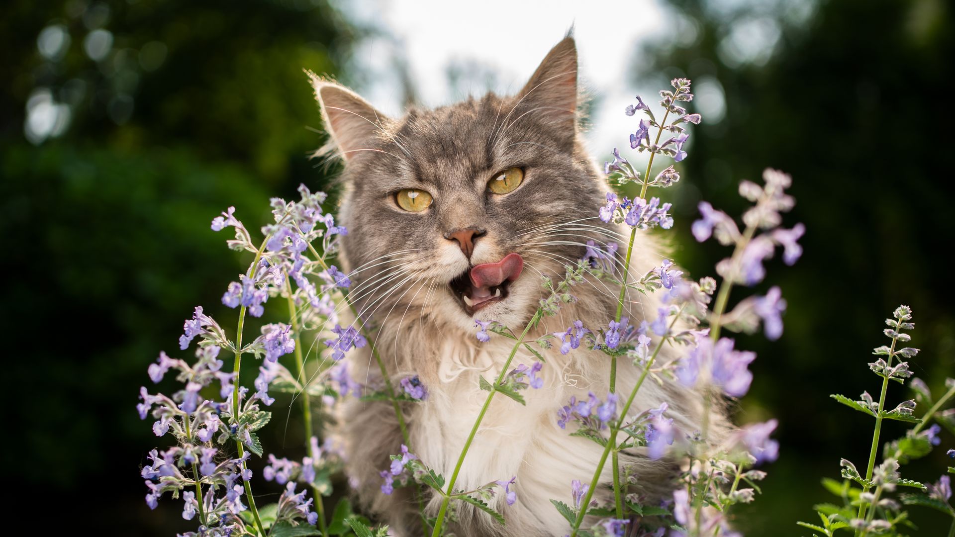 Los cuidados de la hierba gatera, la planta favorita de los felinos