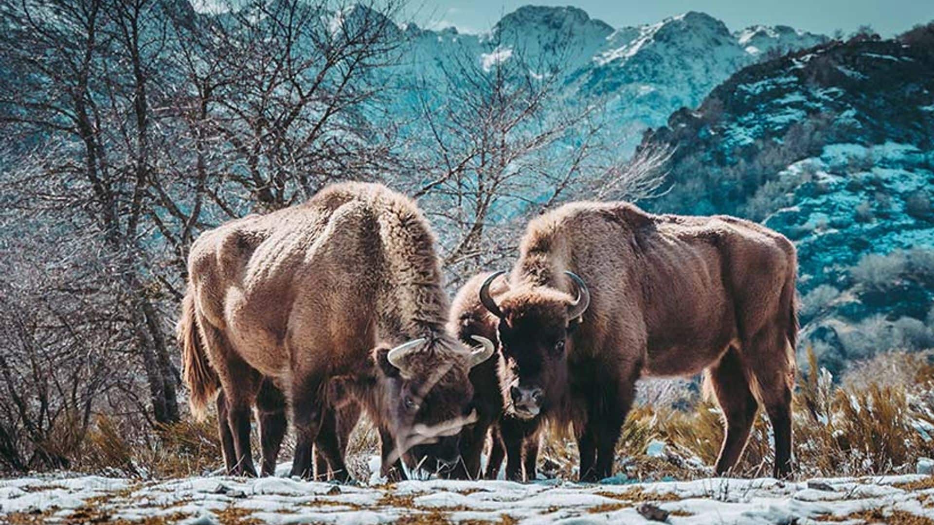 Safari por la montaña de Riaño en busca del bisonte europeo