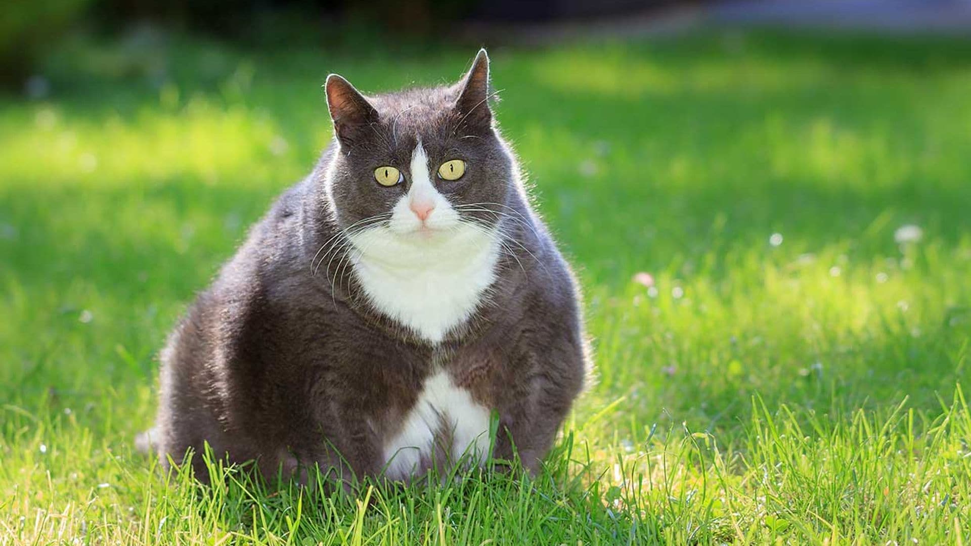 Perros y gatos con sobrepeso: síntomas y consejos prácticos