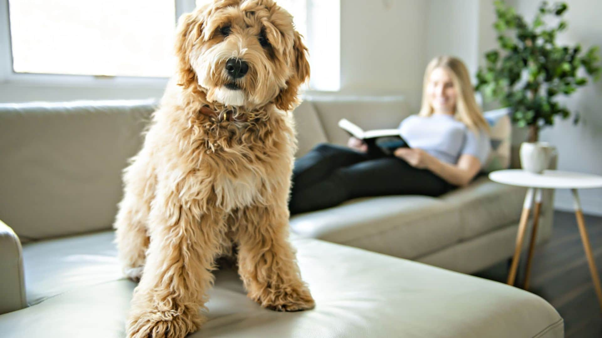 Las razas de perro con más problemas de cadera