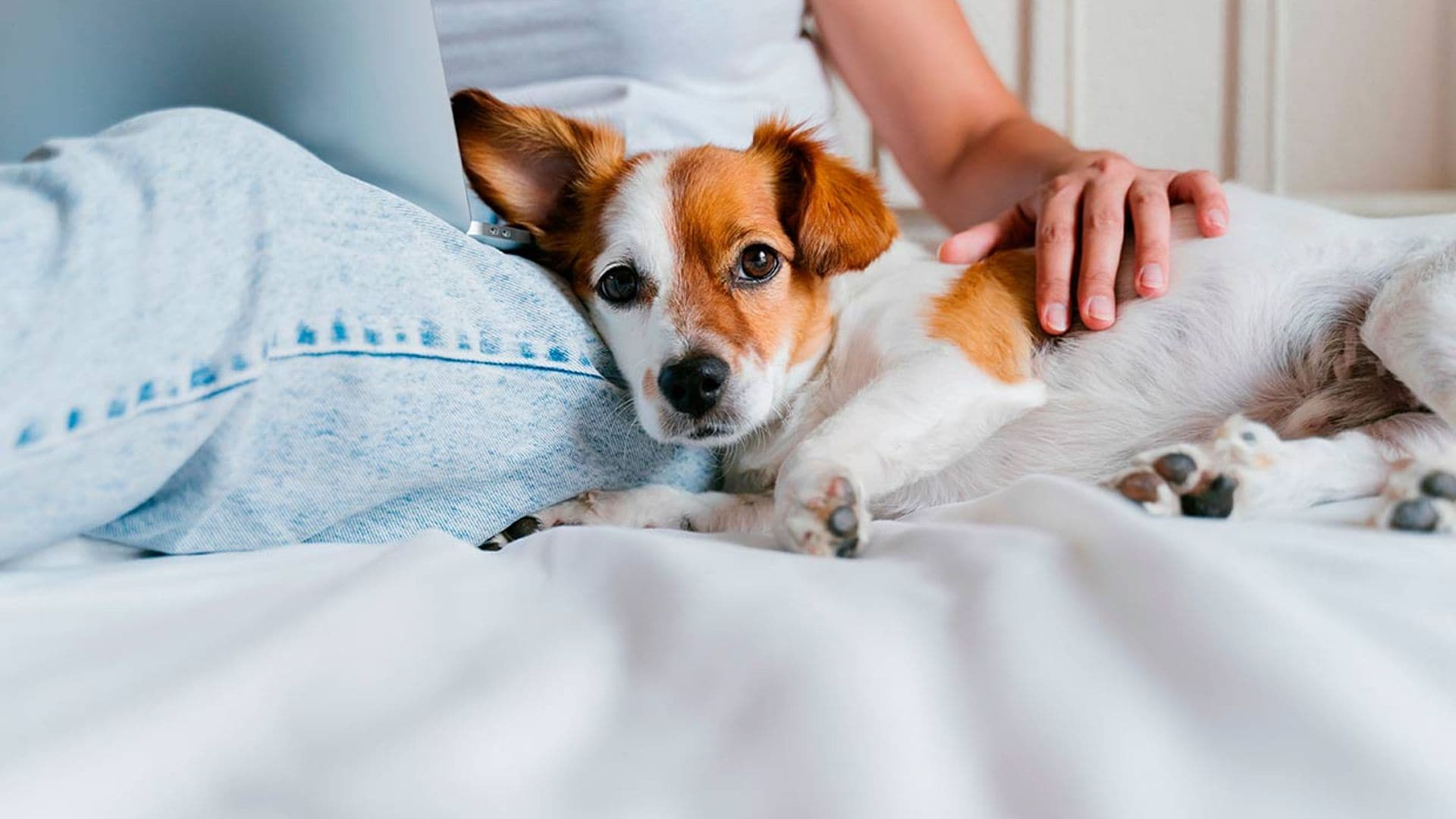 'Perro velcro': si no se despega de ti podría padecer hiperapego