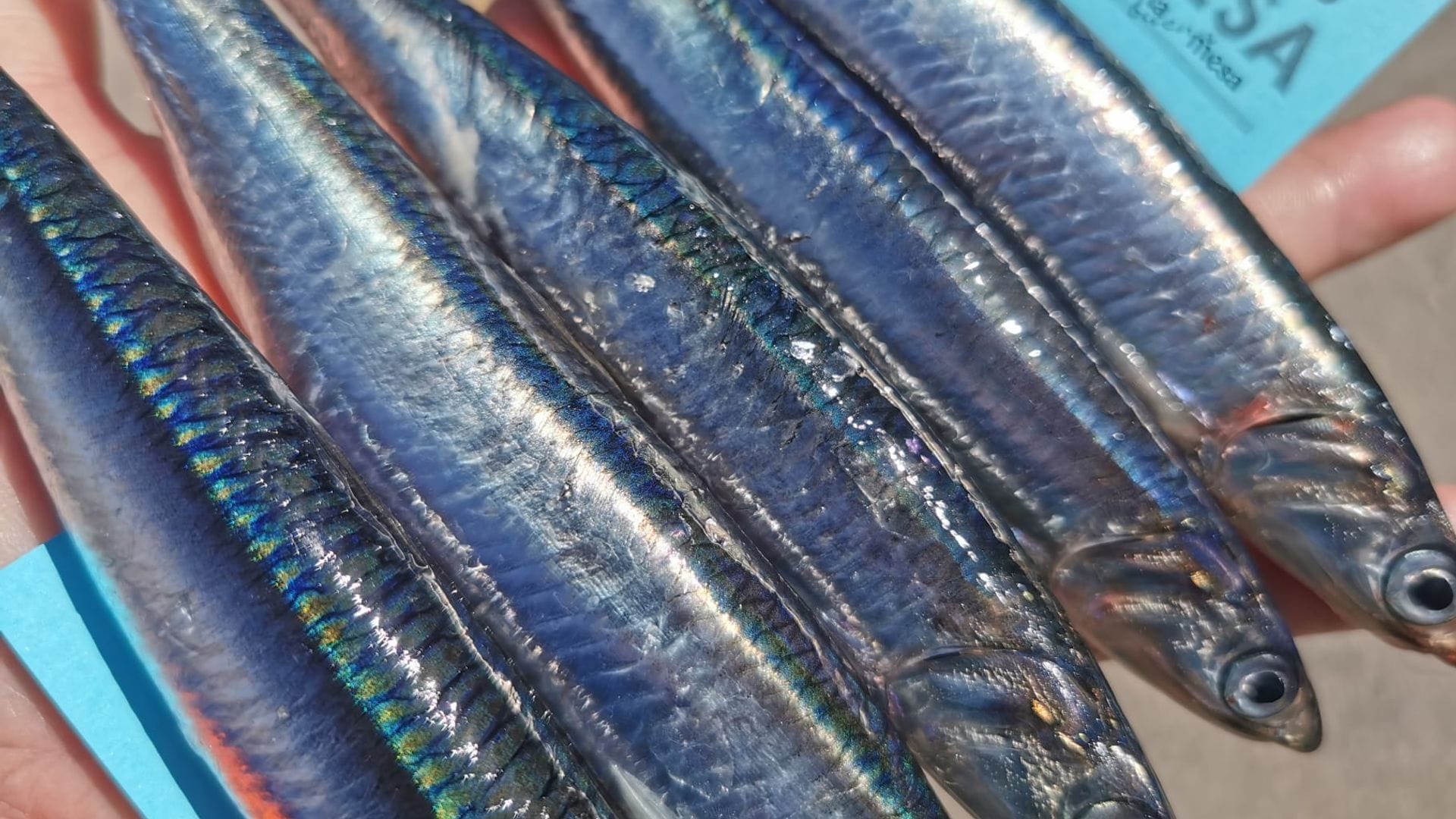 La costera: Descubre cuándo, cómo y dónde se pescan las mejores anchoas de la temporada