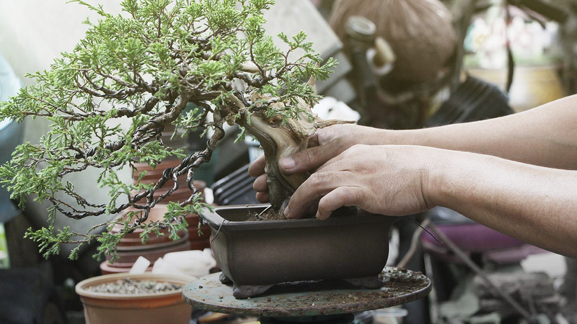 Cómo iniciarte en el arte y cultivo de bonsáis