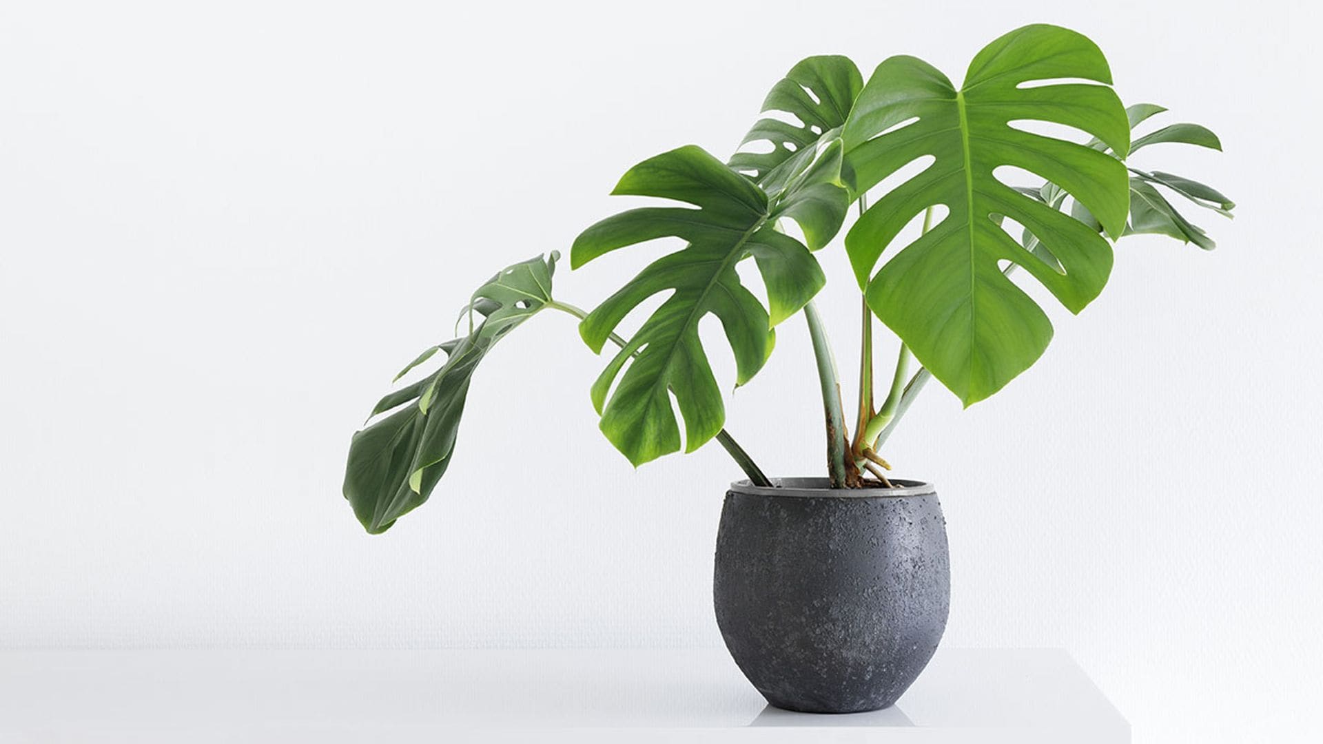 Monstera deliciosa o Costilla de Adán, una planta tropical para decorar tu casa