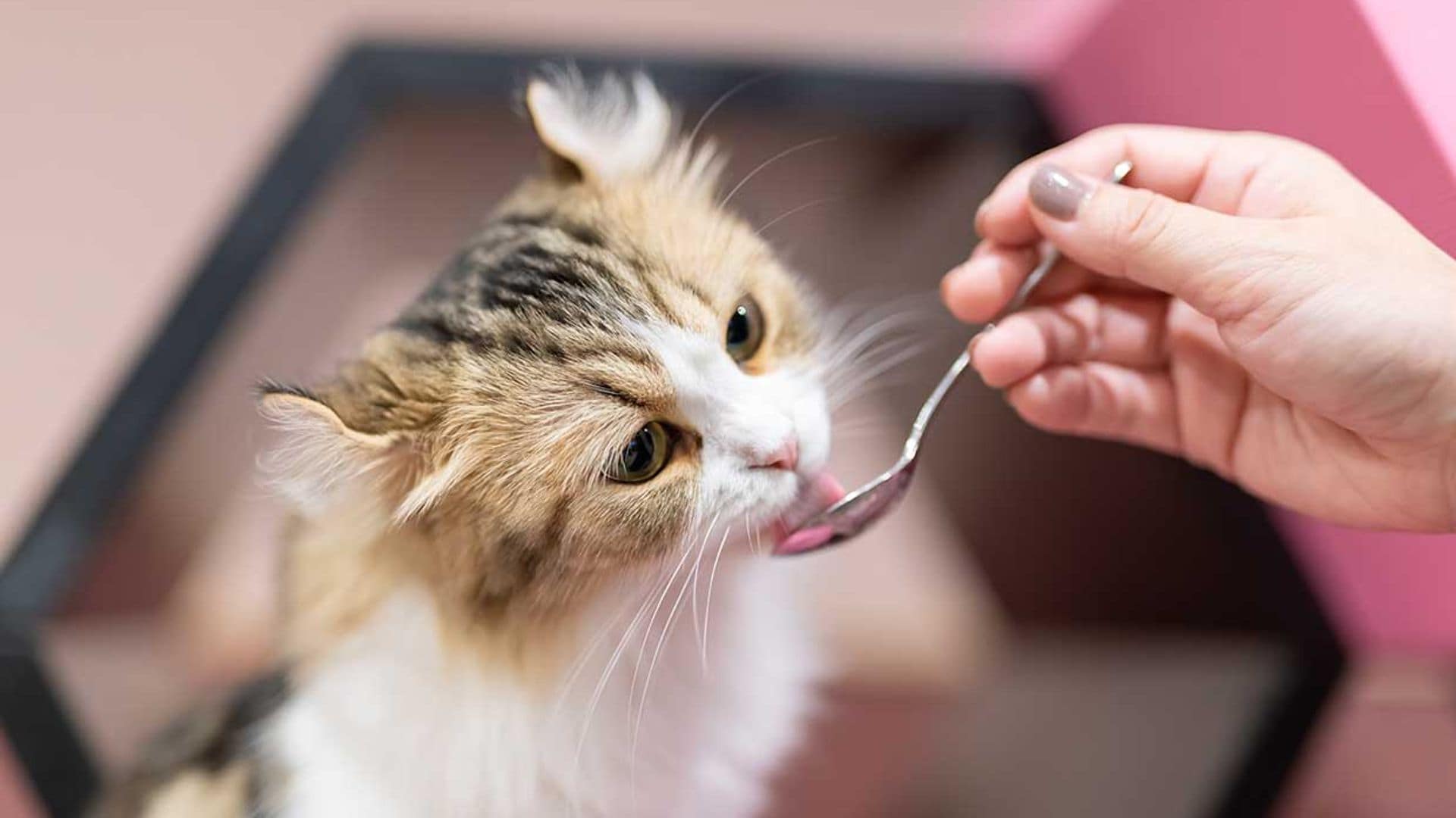 Estas son las opciones 'gourmet' para la alimentación de tu gato