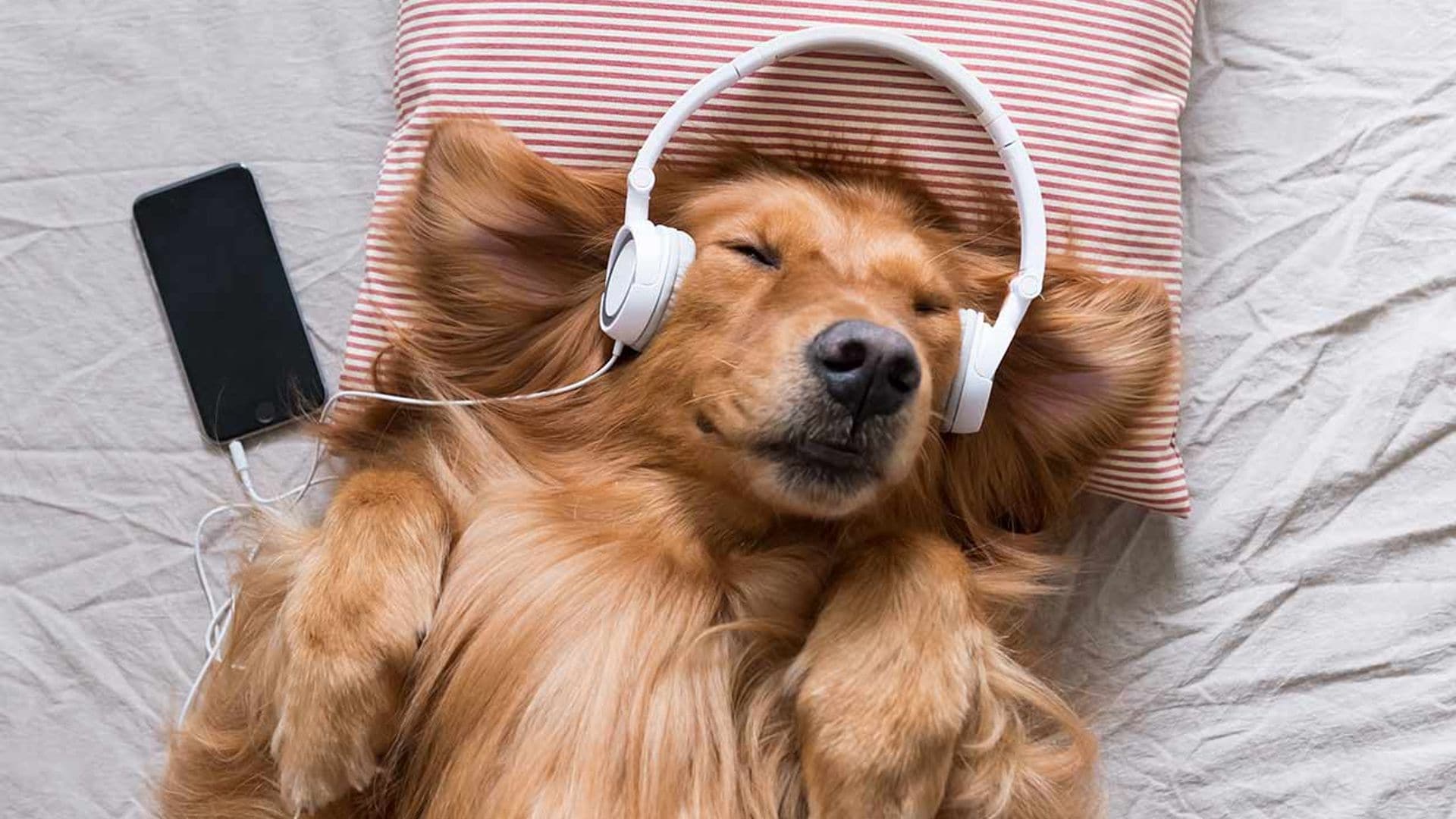 musica relajacion perros