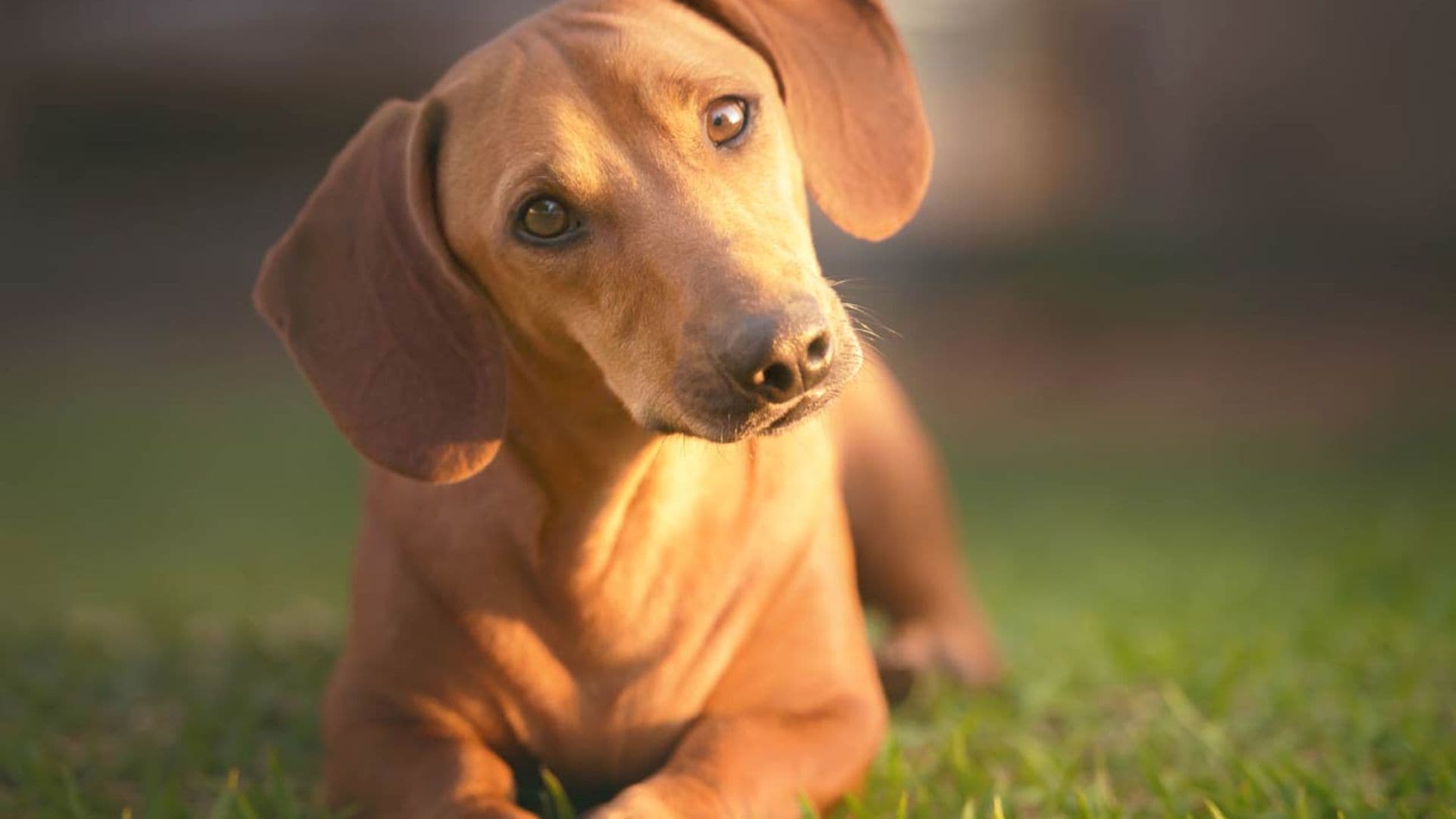 Las razas de perros más buscadas en España