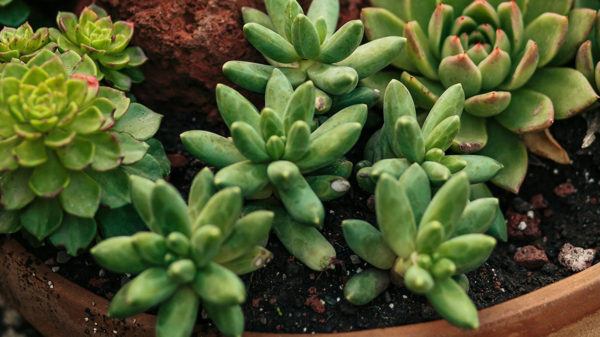 El Pachyphytum: las suculentas de atractivos colores perfectas para dentro y fuera de casa