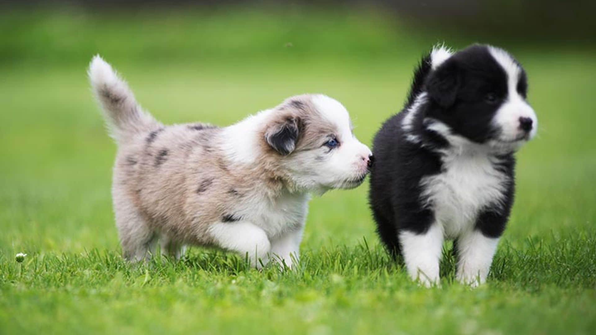 Cómo entrenar a tu cachorro de border collie