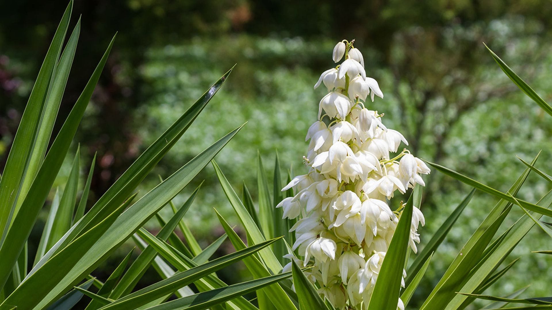 Te contamos cómo puedes cultivar la yuca en el jardín o en el interior de casa