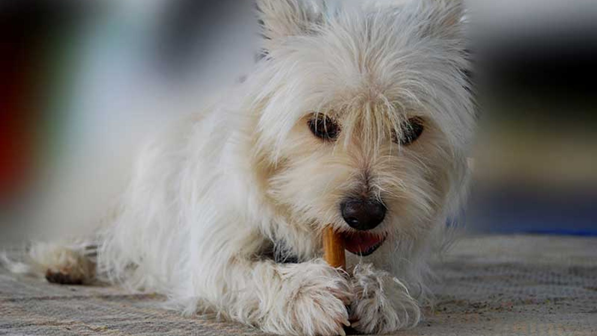 Estas navidades... ¡cuidado con los alimentos que son tóxicos para los perros!