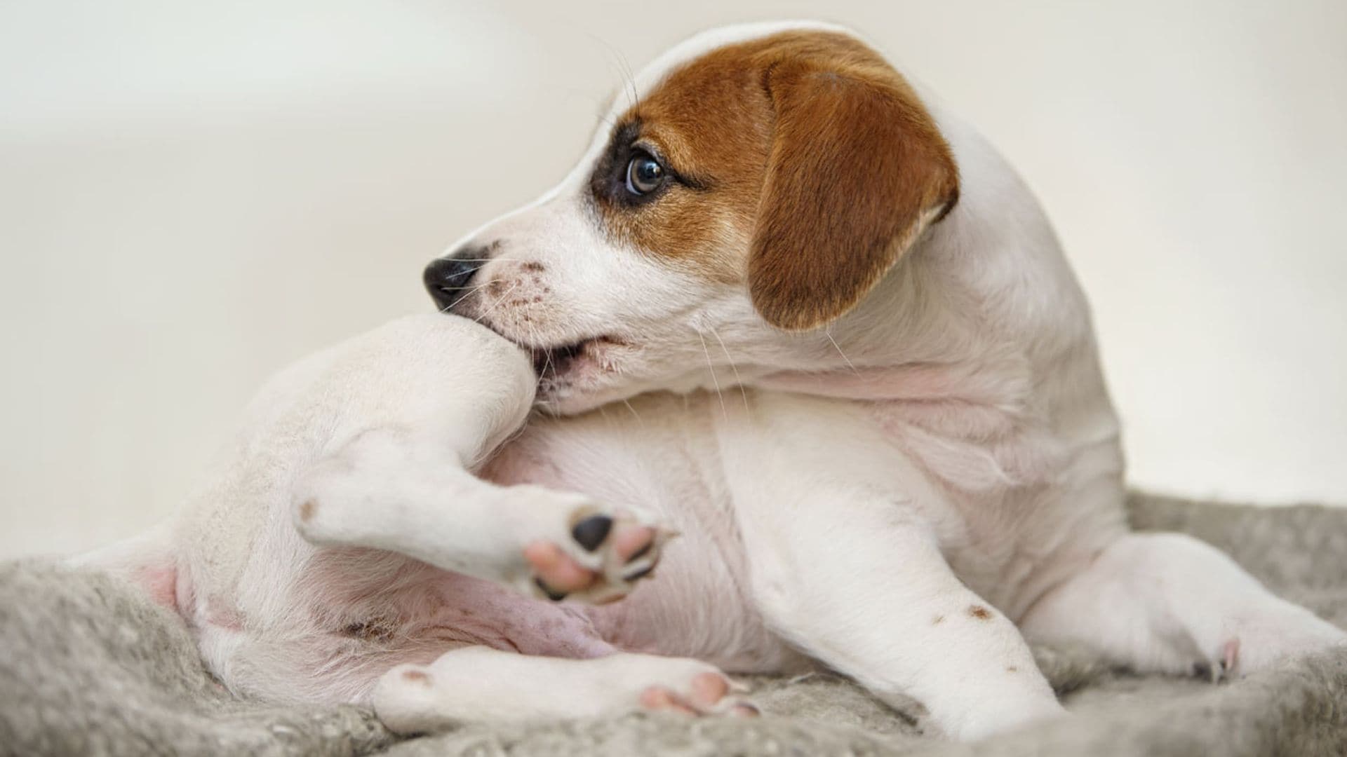 ¿Qué síntomas pueden alertarnos de que nuestro perro tiene un problema en la piel?