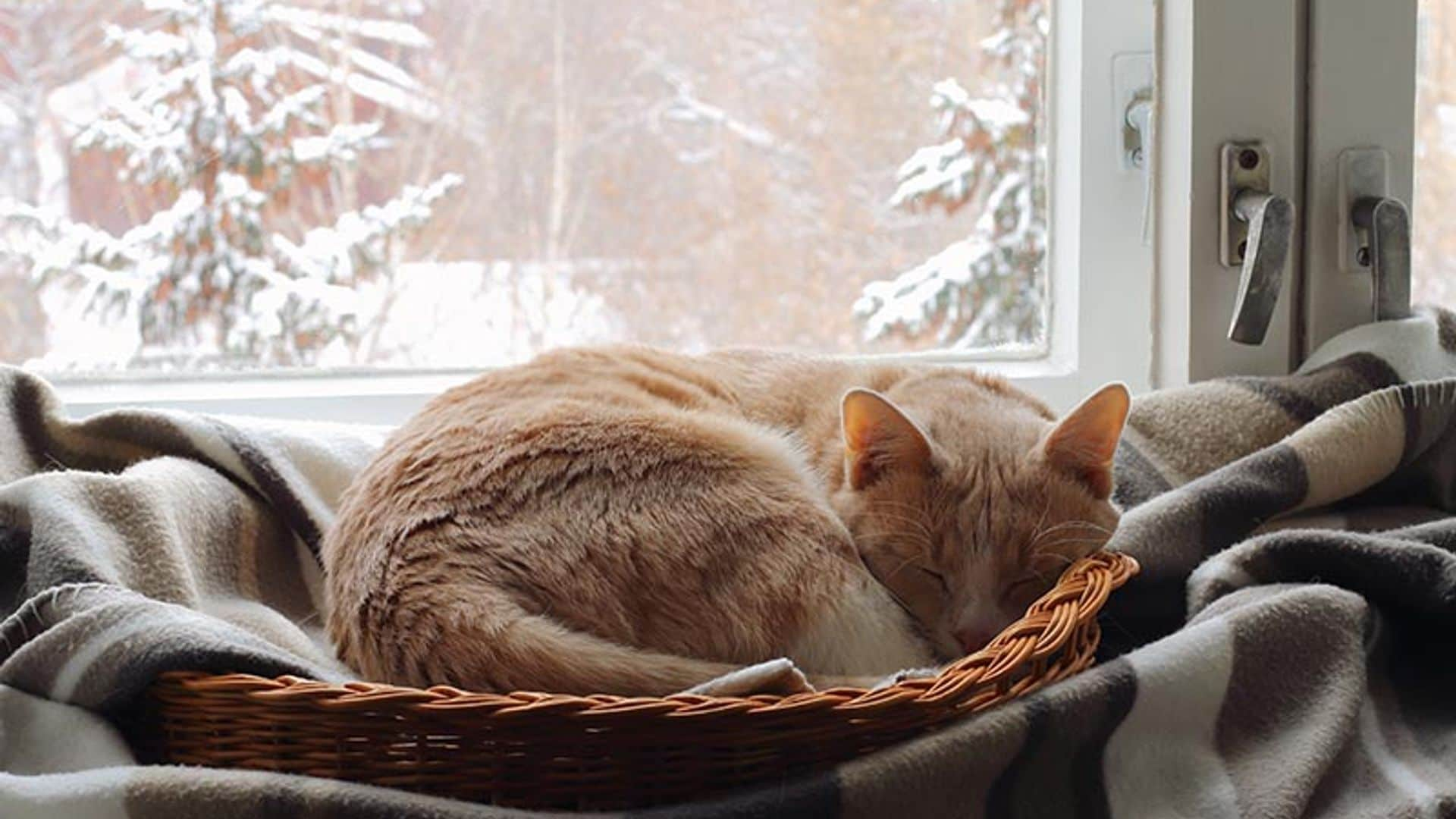 Ayuda a tu gato a pasar mejor el invierno