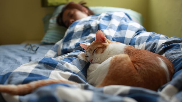 riesgos ventajas dormir gatos cama