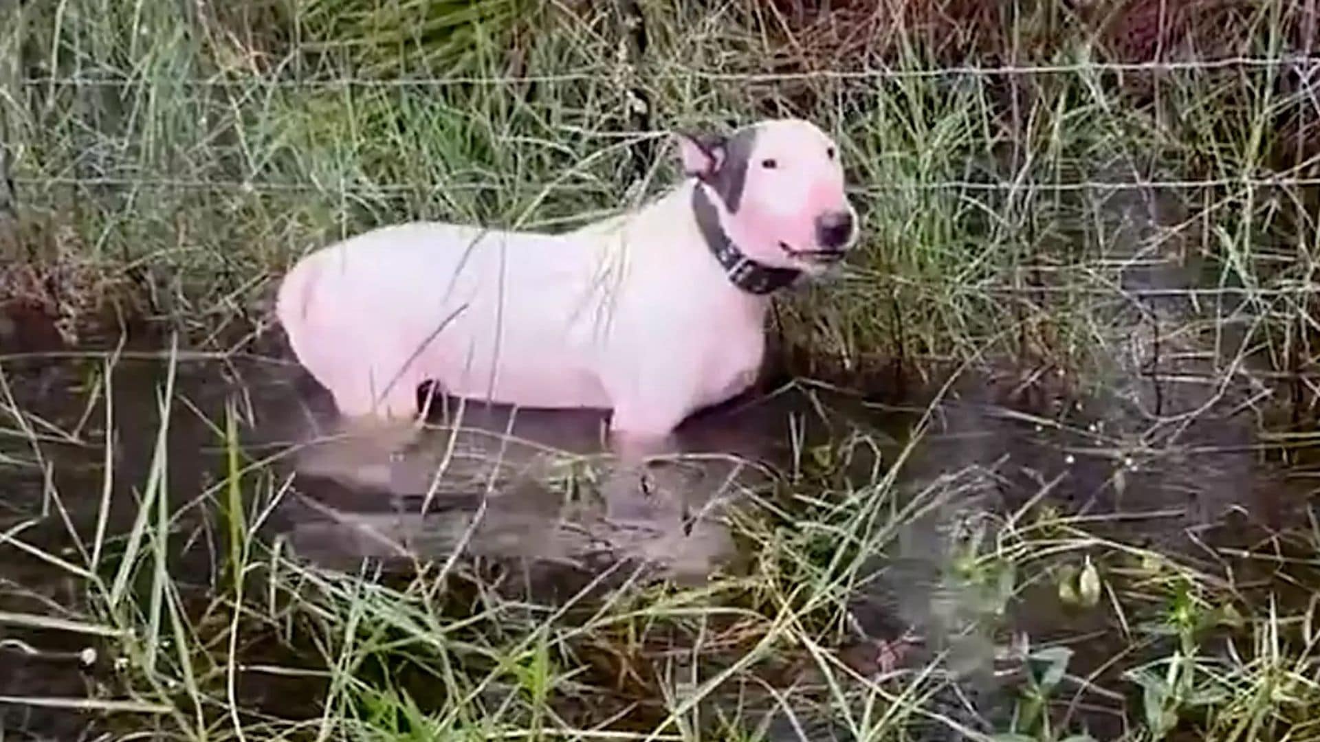 El heroico rescate de un perro abandonado durante el huracán Milton se vuelve viral