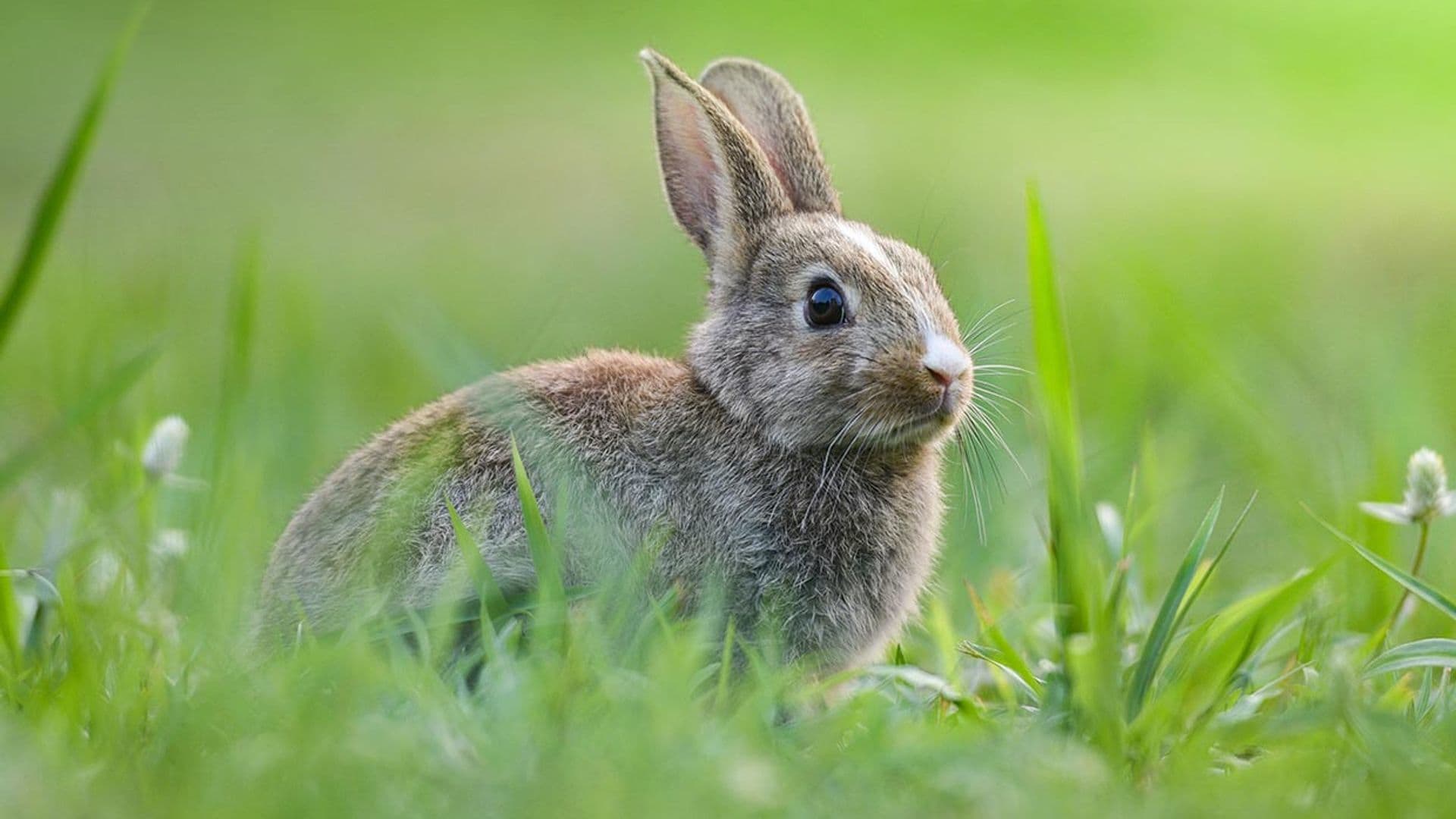 Motivos por los que los conejos son mascotas muy sorprendentes