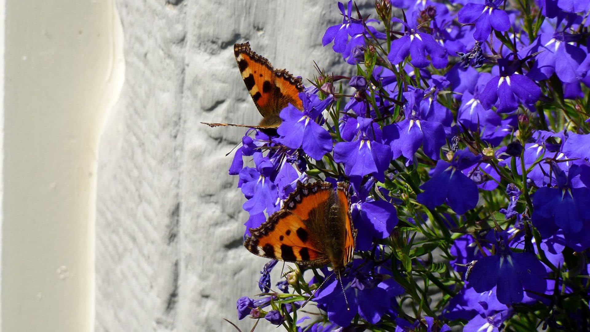 Lobelia, la flor azul que llenará tu jardín de color y una belleza rústica