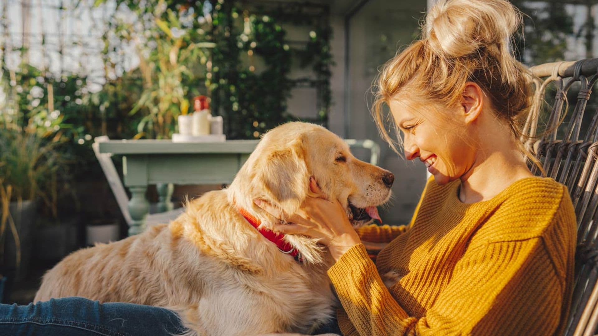 ¿Sabes qué siente tu perro cuando le acaricias?