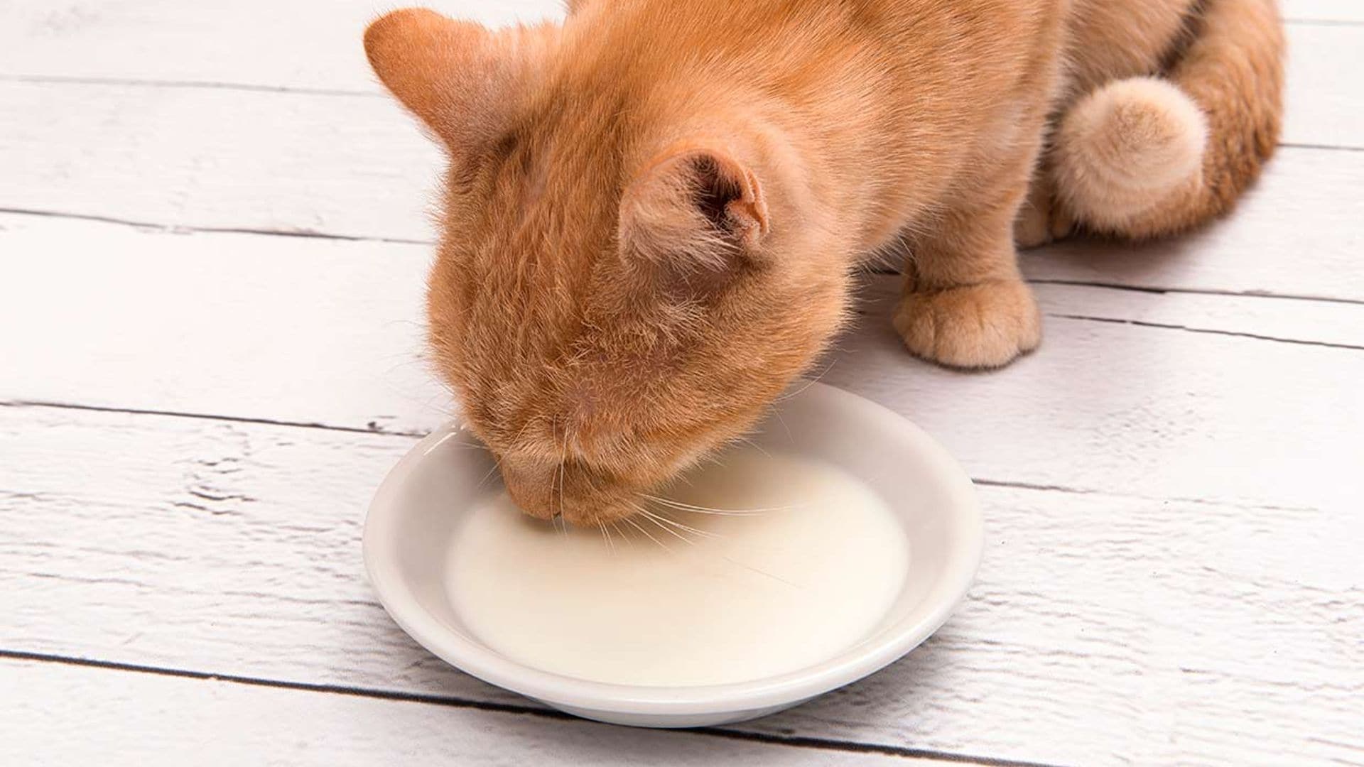 ¿Puede un gato ser intolerante a la lactosa?