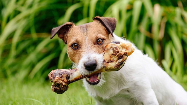 perjudicial perro comer huesos