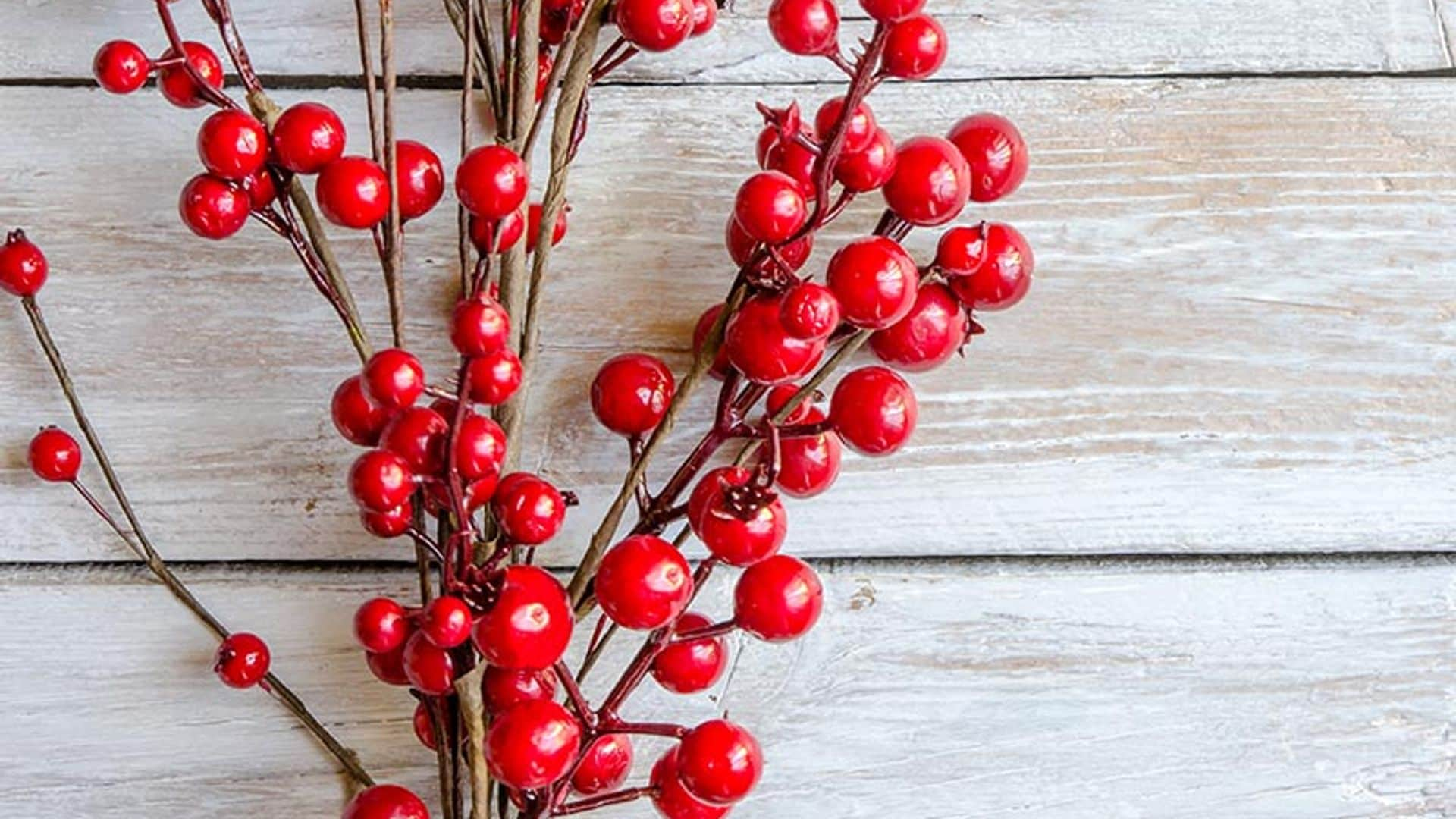 Plantas navideñas que no son la Flor de Pascua