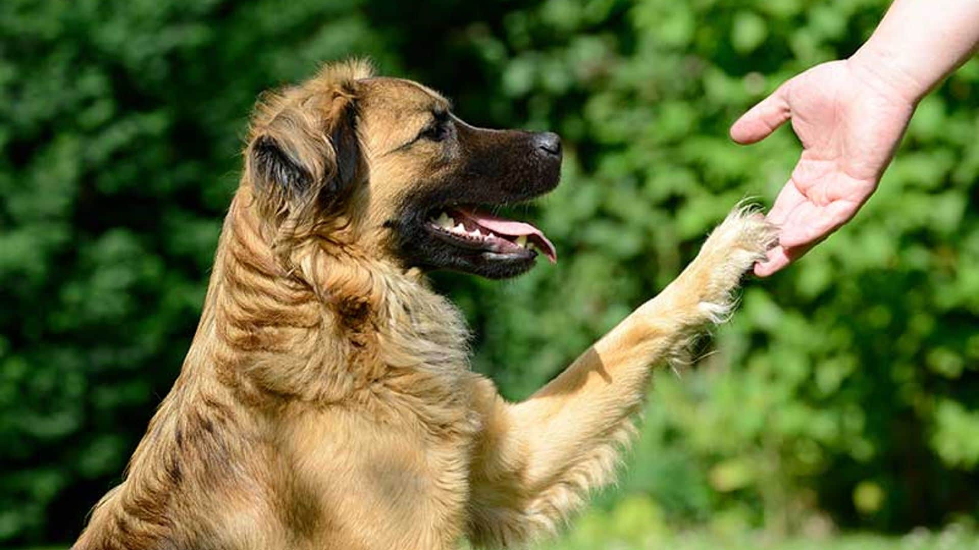 Doctor Guau: la terapia de perros que ayuda a la recuperación de los niños