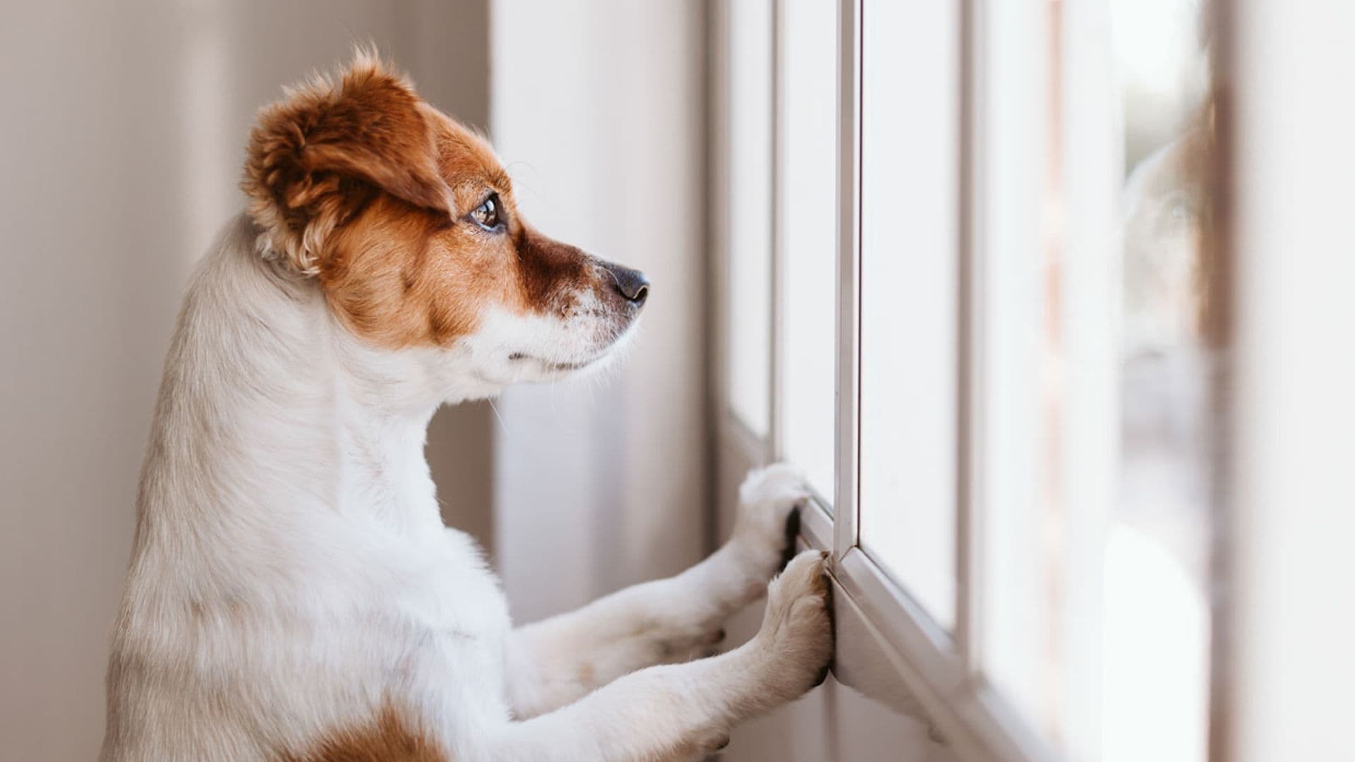 ¿Hay una habitación o lugar más seguro cuando tu perro se queda solo en casa?