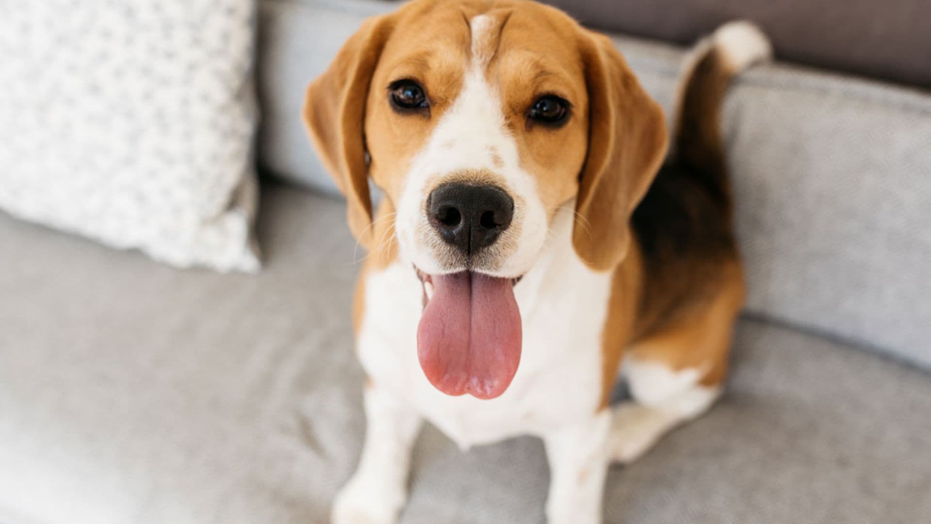 Razas de perro: el beagle, un adorable cazador para estar en casa