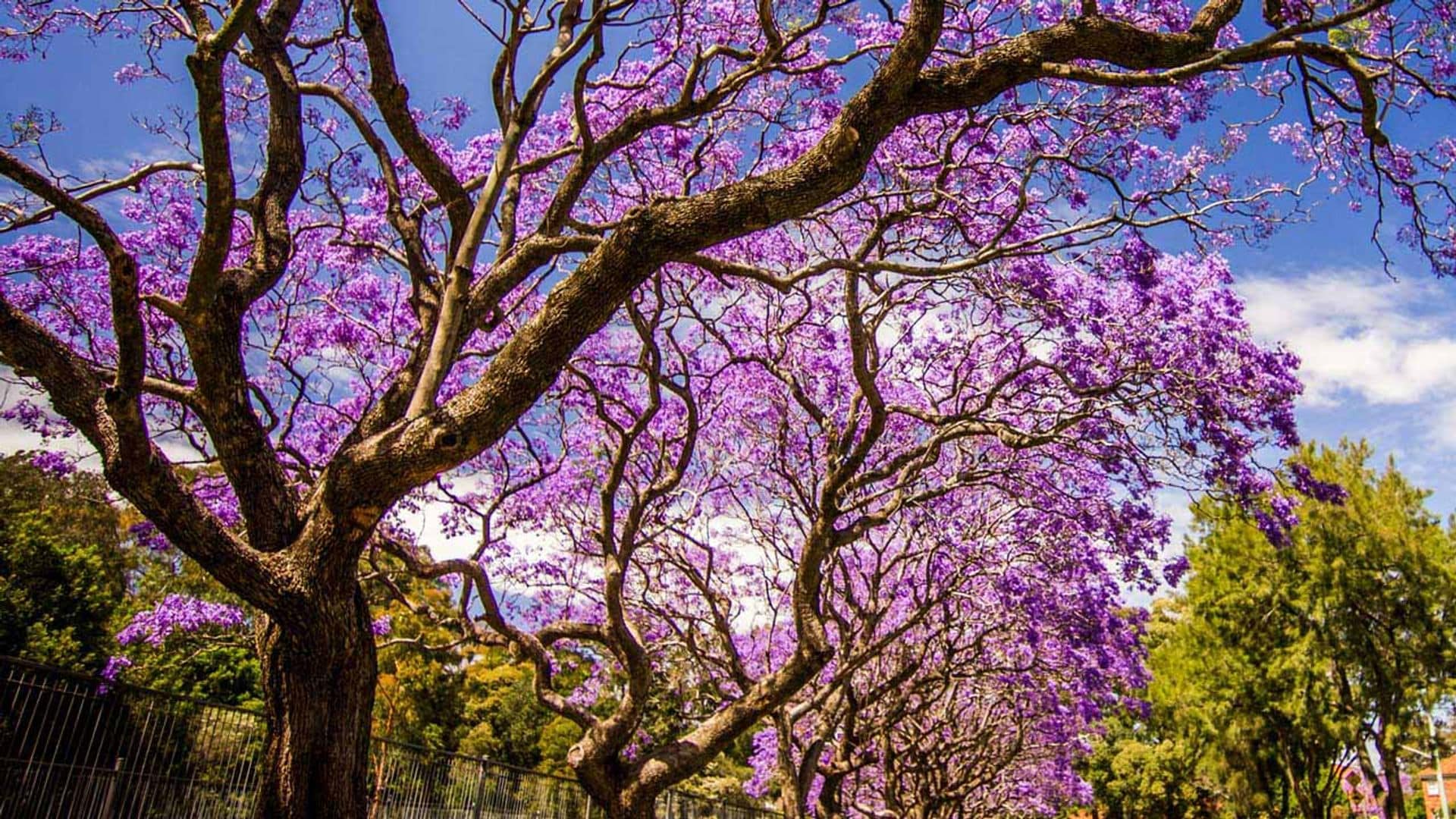 Árboles que transforman tu jardín en un paraíso floral