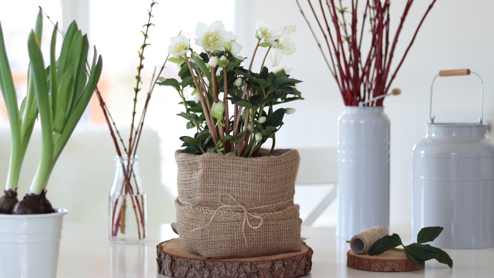 Rosa de Navidad, una preciosa planta que florece en invierno