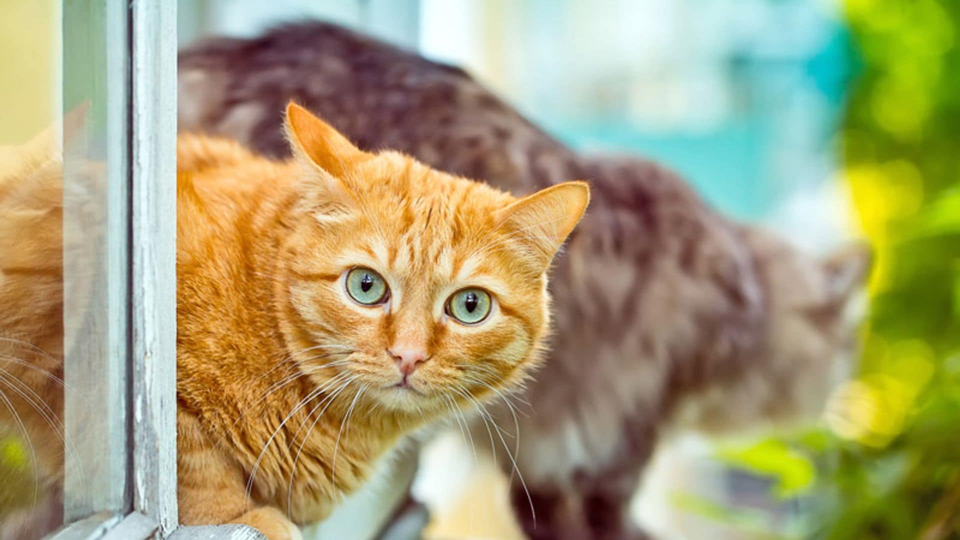 Cuatro remedios caseros para eliminar el olor a orina de gato