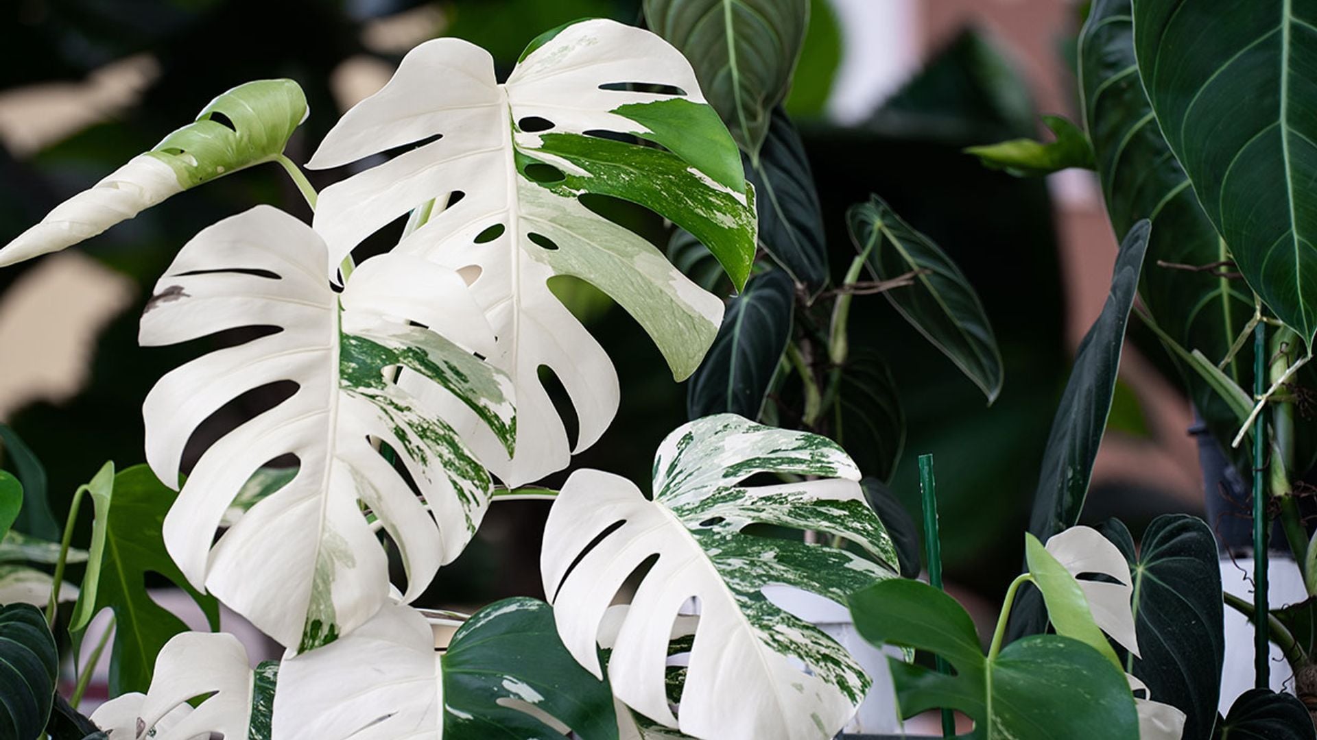 Descubre la belleza de las plantas variegadas: así debes cuidarlas para que crezcan sanas y bonitas