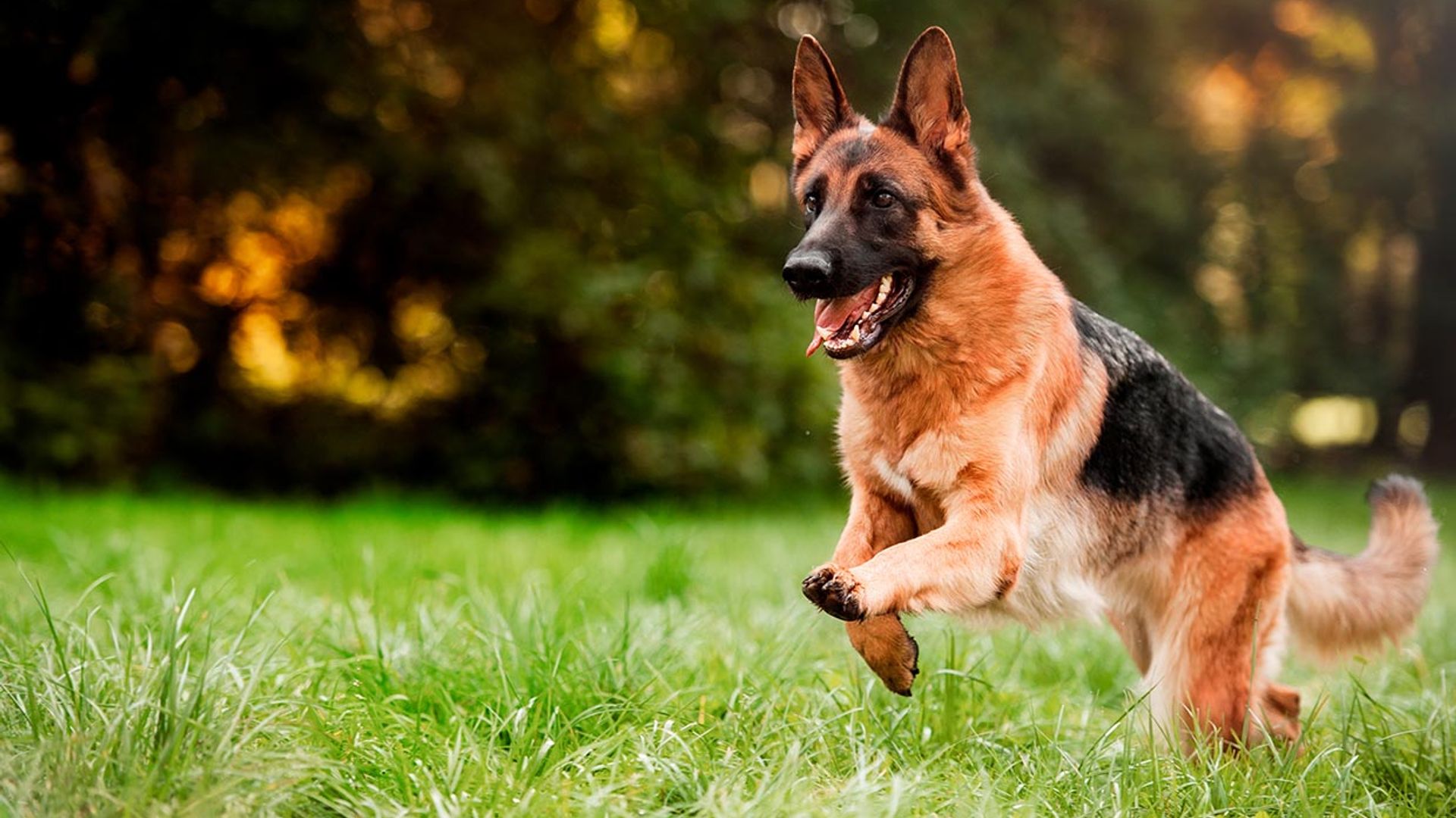 Estas son las mejores razas de perro para defensa personal