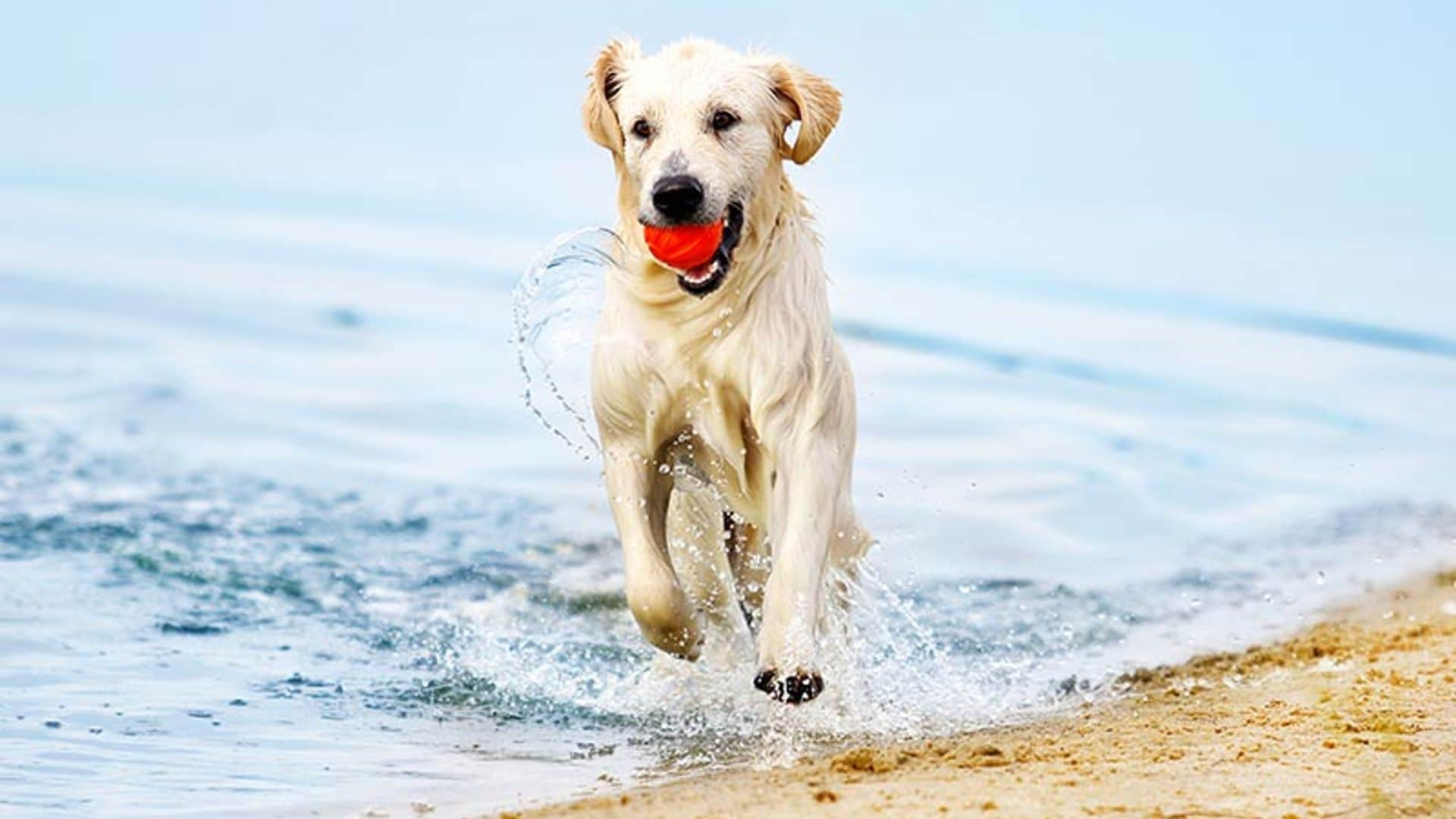 Qué necesitas saber para ir con tu perro a la playa