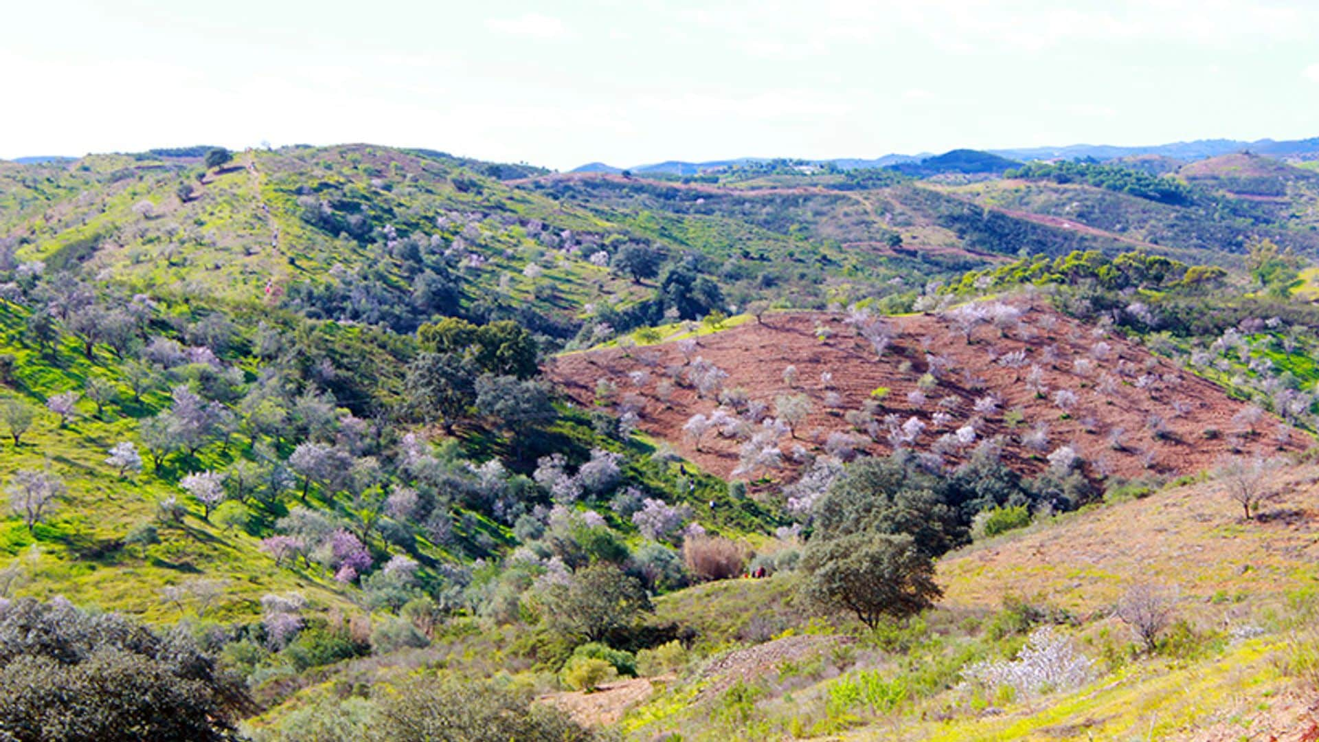 algarve almendros