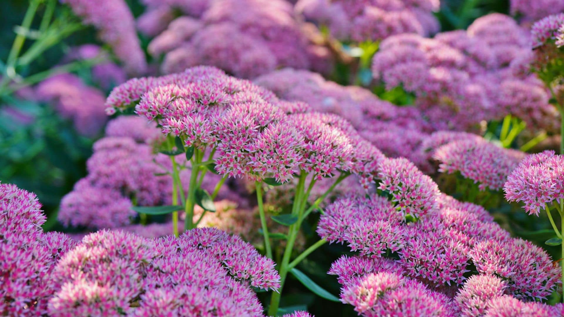 Sedum de otoño, una preciosa suculenta que cautiva por la floración y su fácil mantenimiento