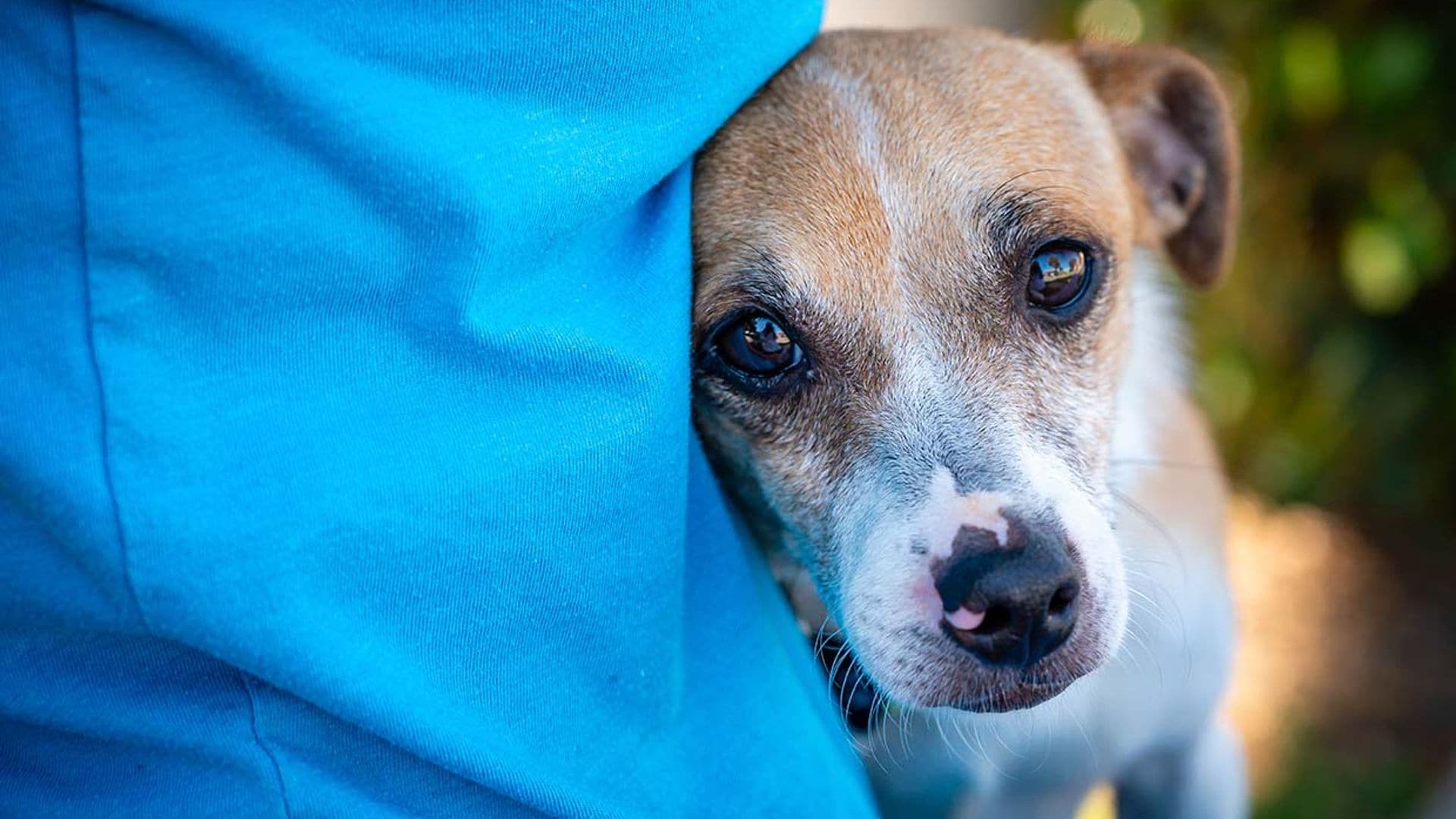 ¿Has pensado en acoger a un perro en tu casa?