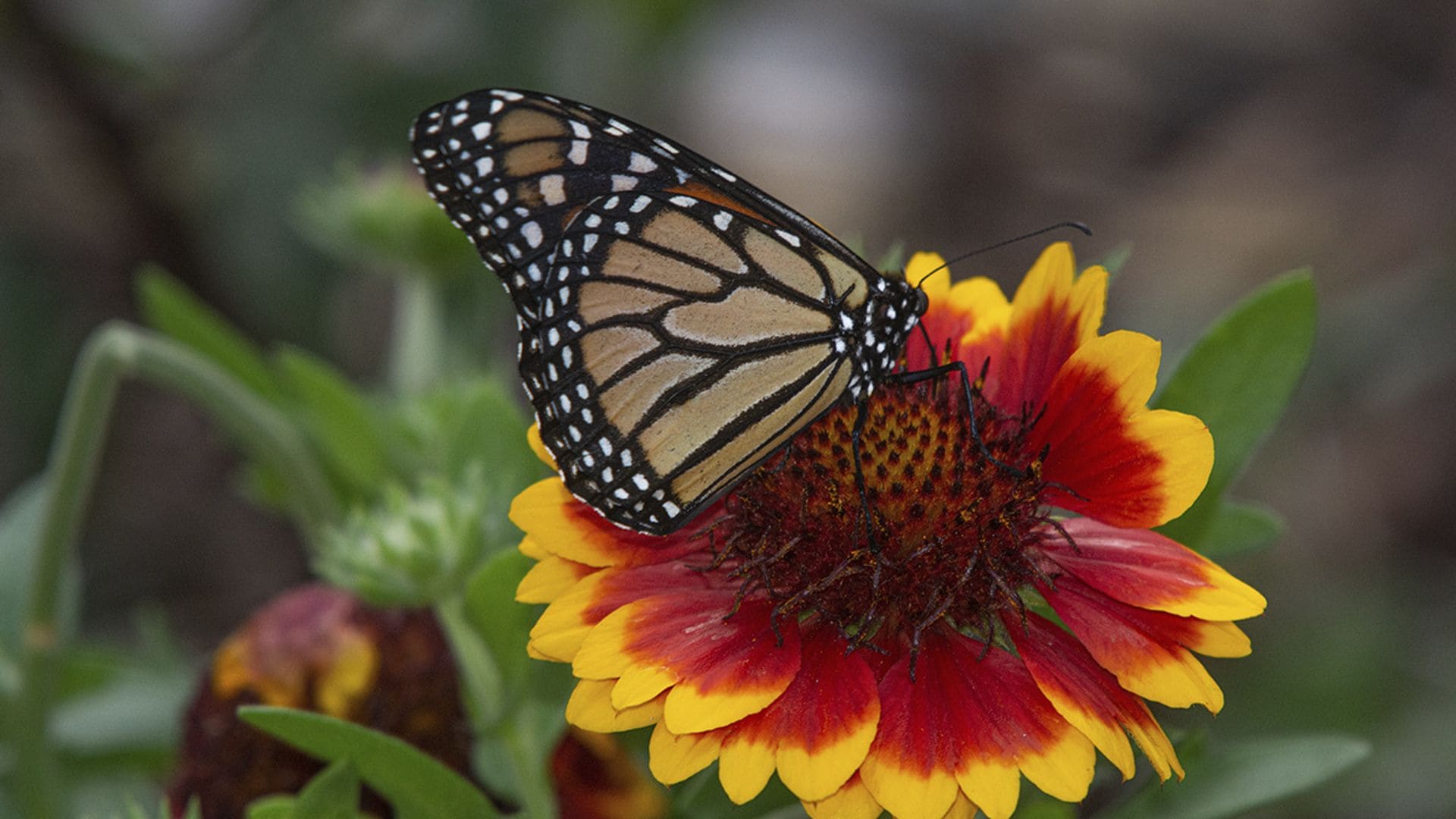 Aprende cómo se cuida la gaillardia, un híbrido entre girasoles y margaritas