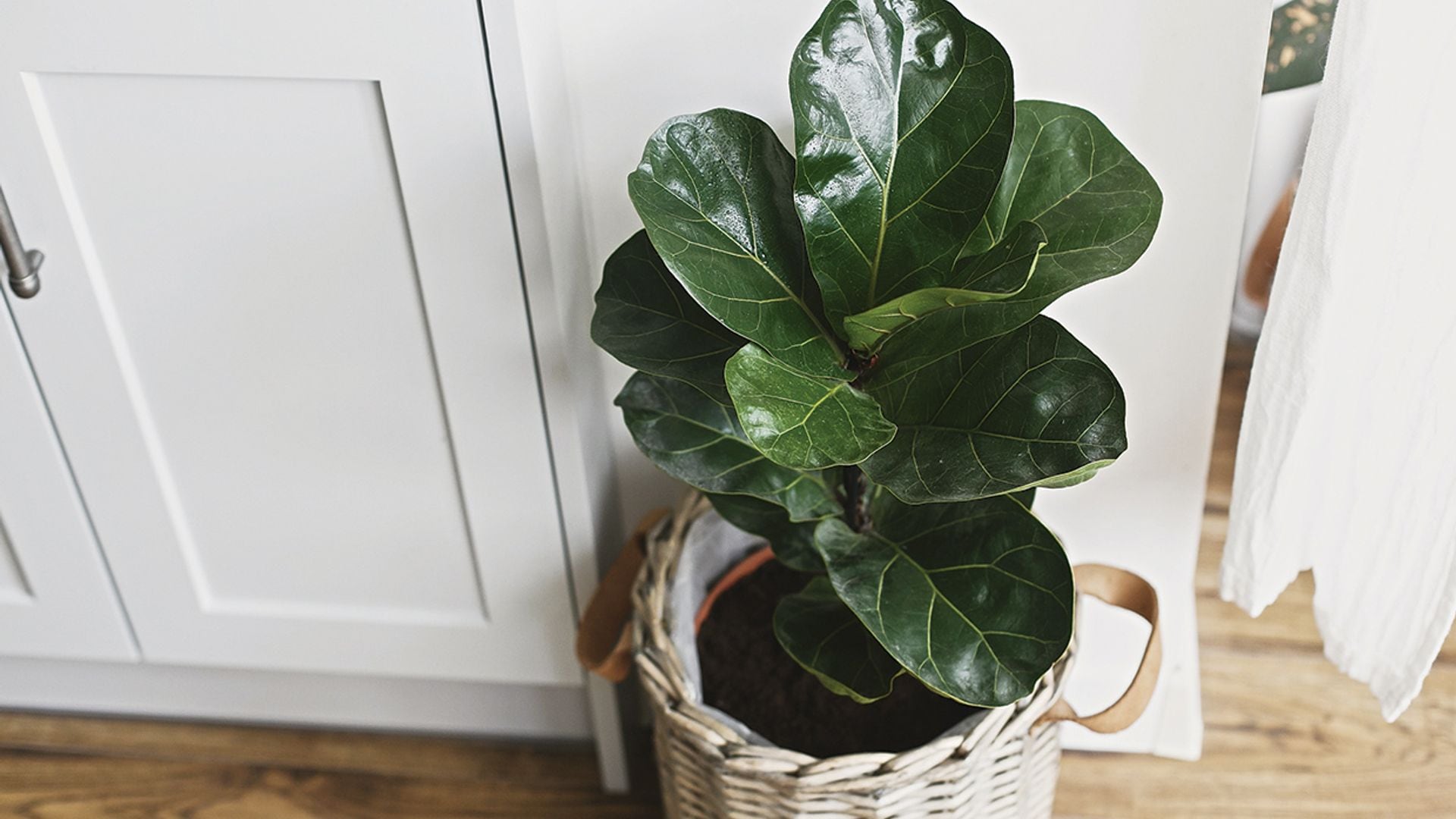 Ficus Lyrata: estos son los cuidados de la planta de interior que conquista la redes sociales