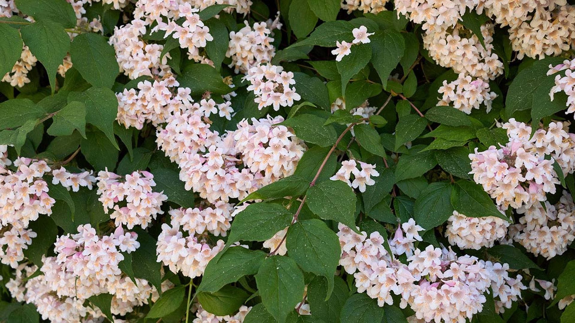 Abelia, un arbusto ornamental perfecto para tu jardín