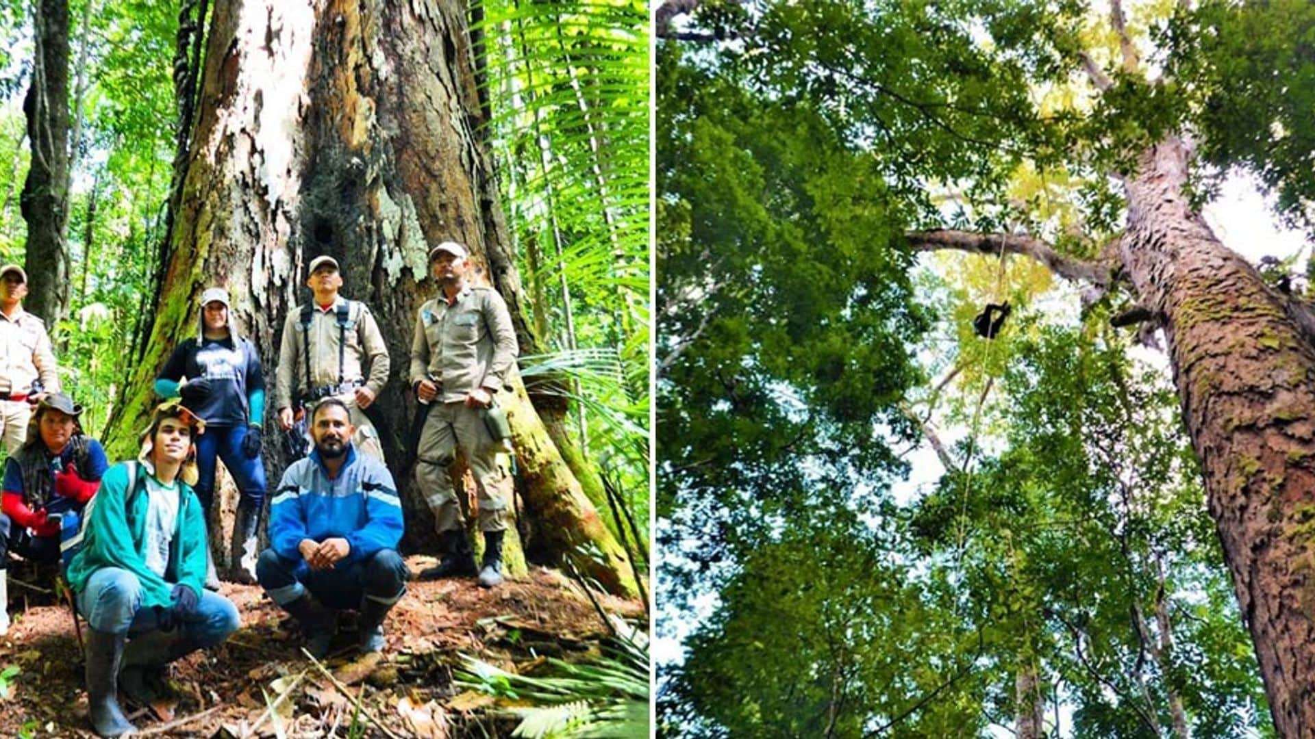 El árbol más alto del Amazonas sobrevivió a pesar de los fuertes incendios en la zona