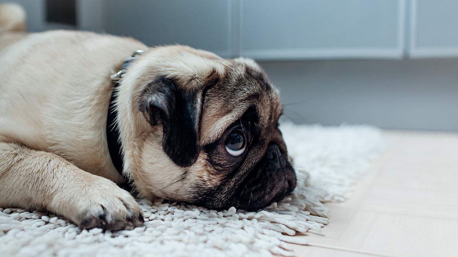 ¿Qué pasa cuando a un perro le educamos con castigos?