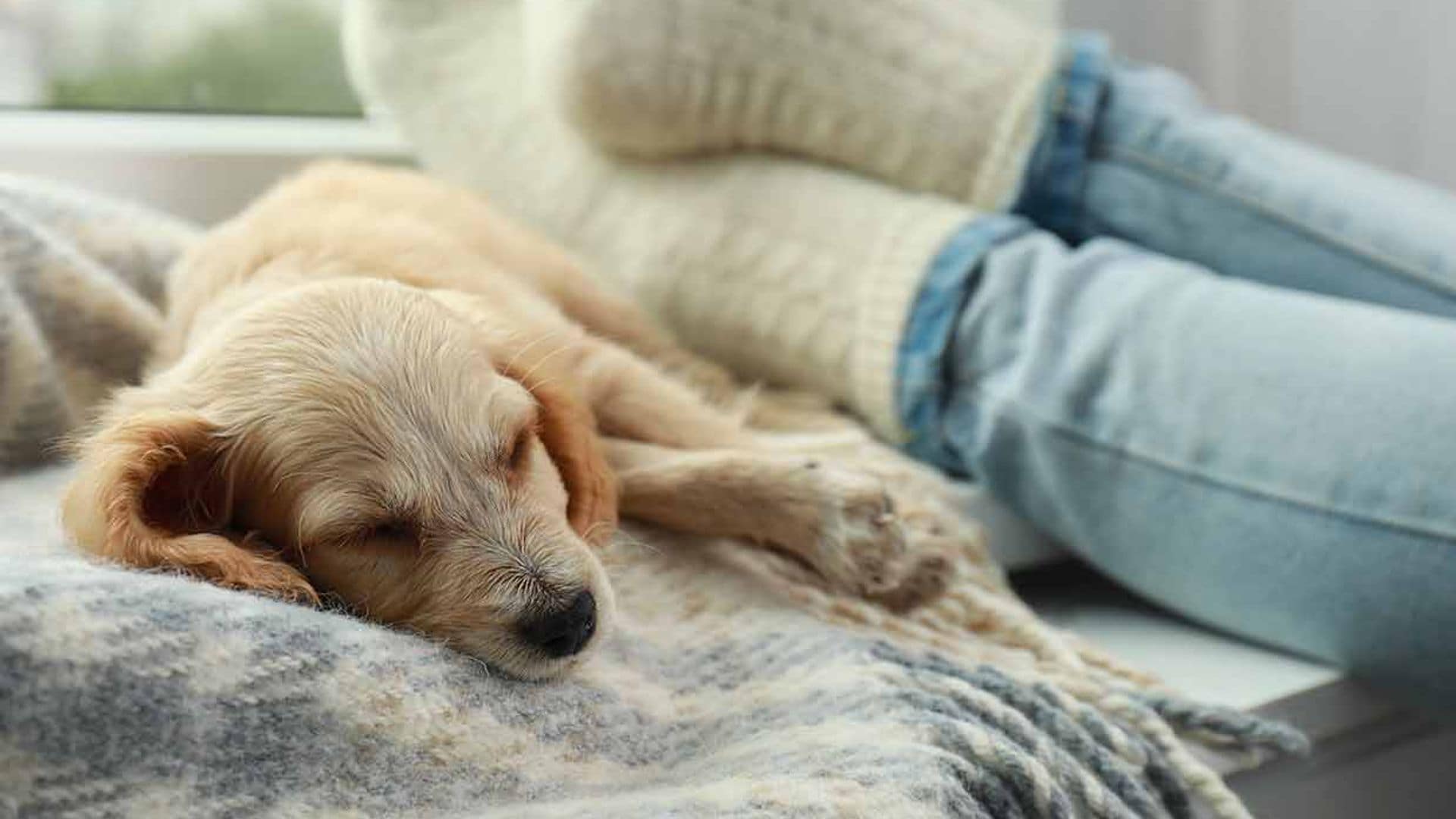 Tu perro no duerme contigo por amor, sino para alcanzar la fase REM